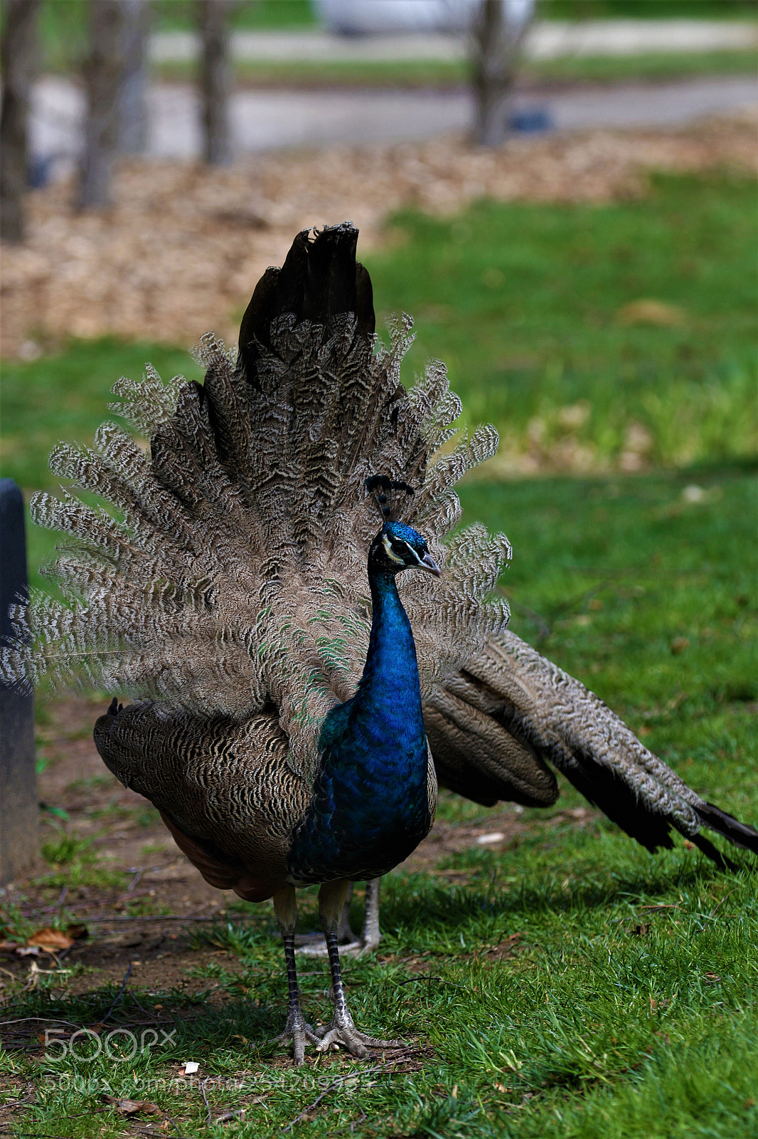 Canon EOS 7D Mark II sample photo. Peter peacock photography
