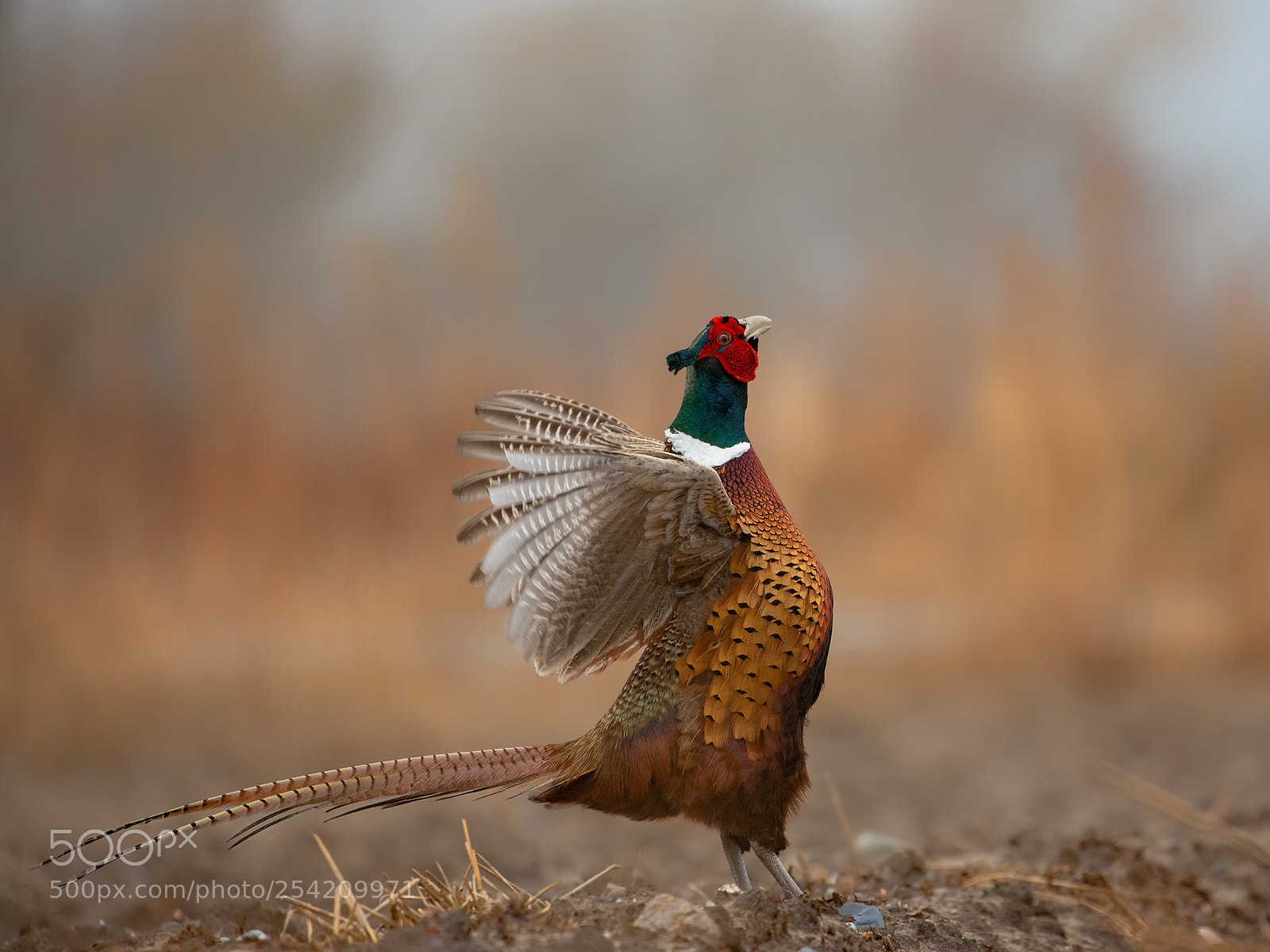 Canon EOS 5D Mark IV sample photo. Pheasant 3 photography