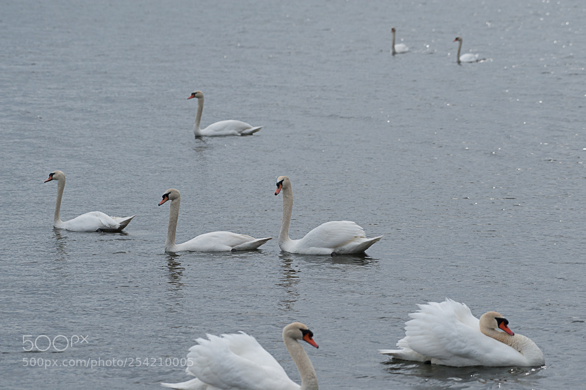 Nikon D700 sample photo. Mute swans photography