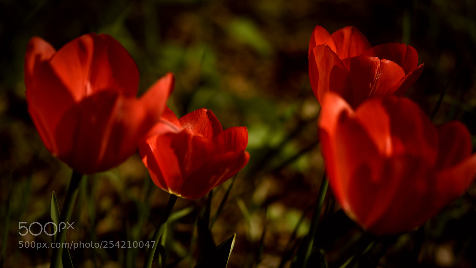 Nikon D5500 sample photo. Tulips in glow photography