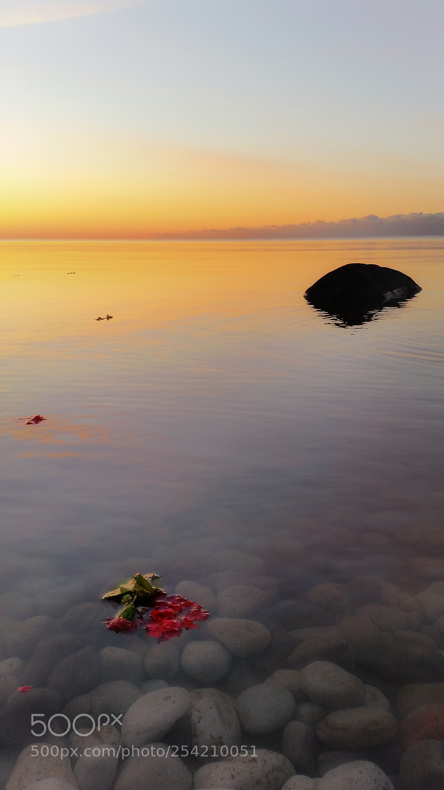 Samsung Galaxy S5 sample photo. Sunrise petal photography