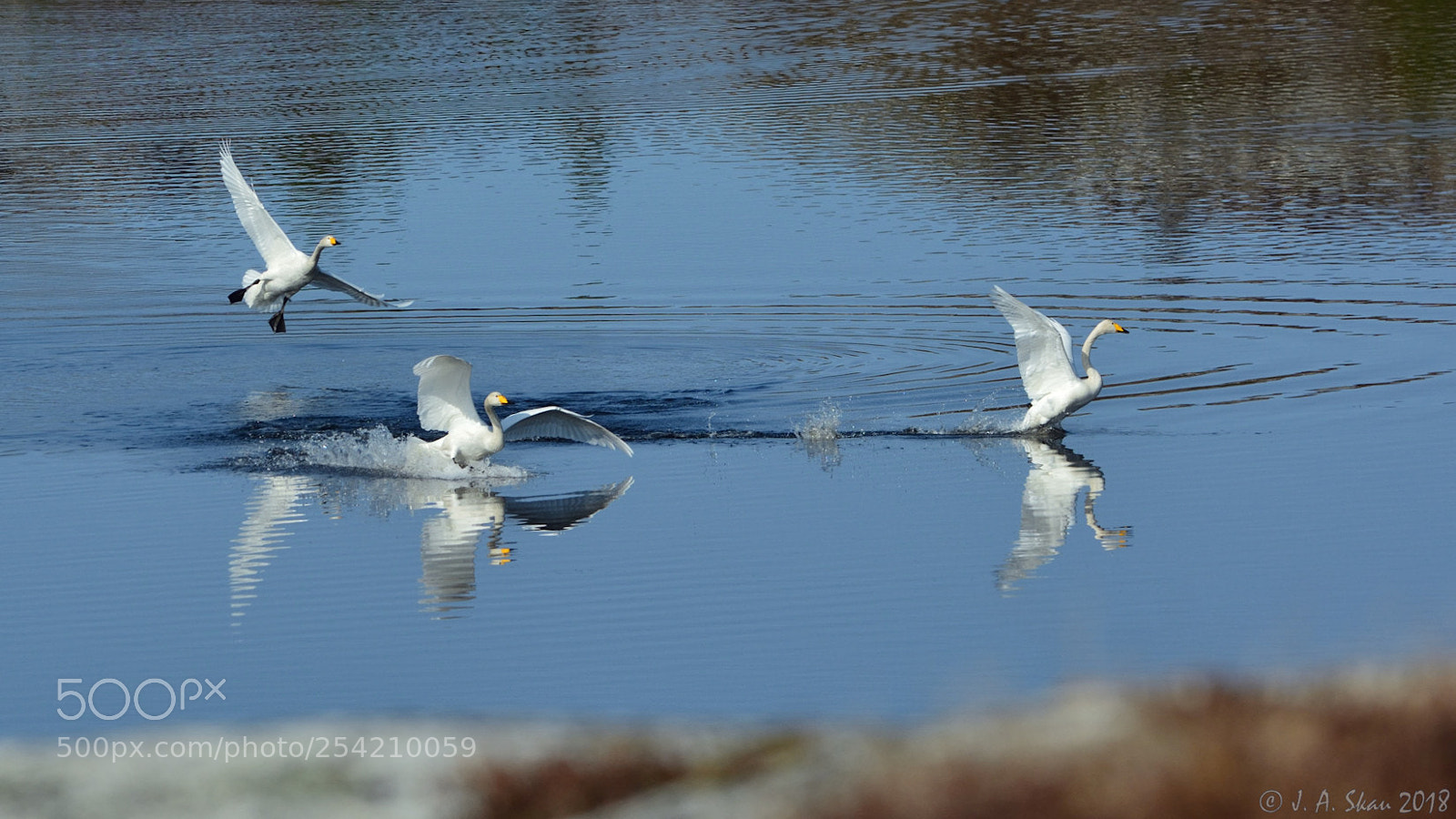 Nikon D7100 sample photo. Three's a crowd photography