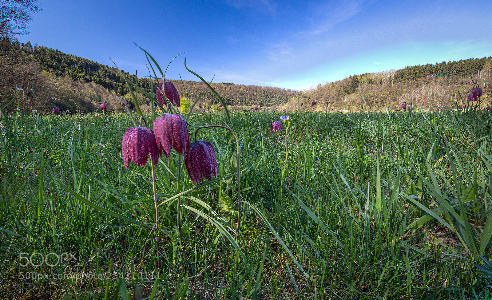 Canon EOS 5D Mark IV sample photo. Schachblumen fritillaria meleagris hf photography