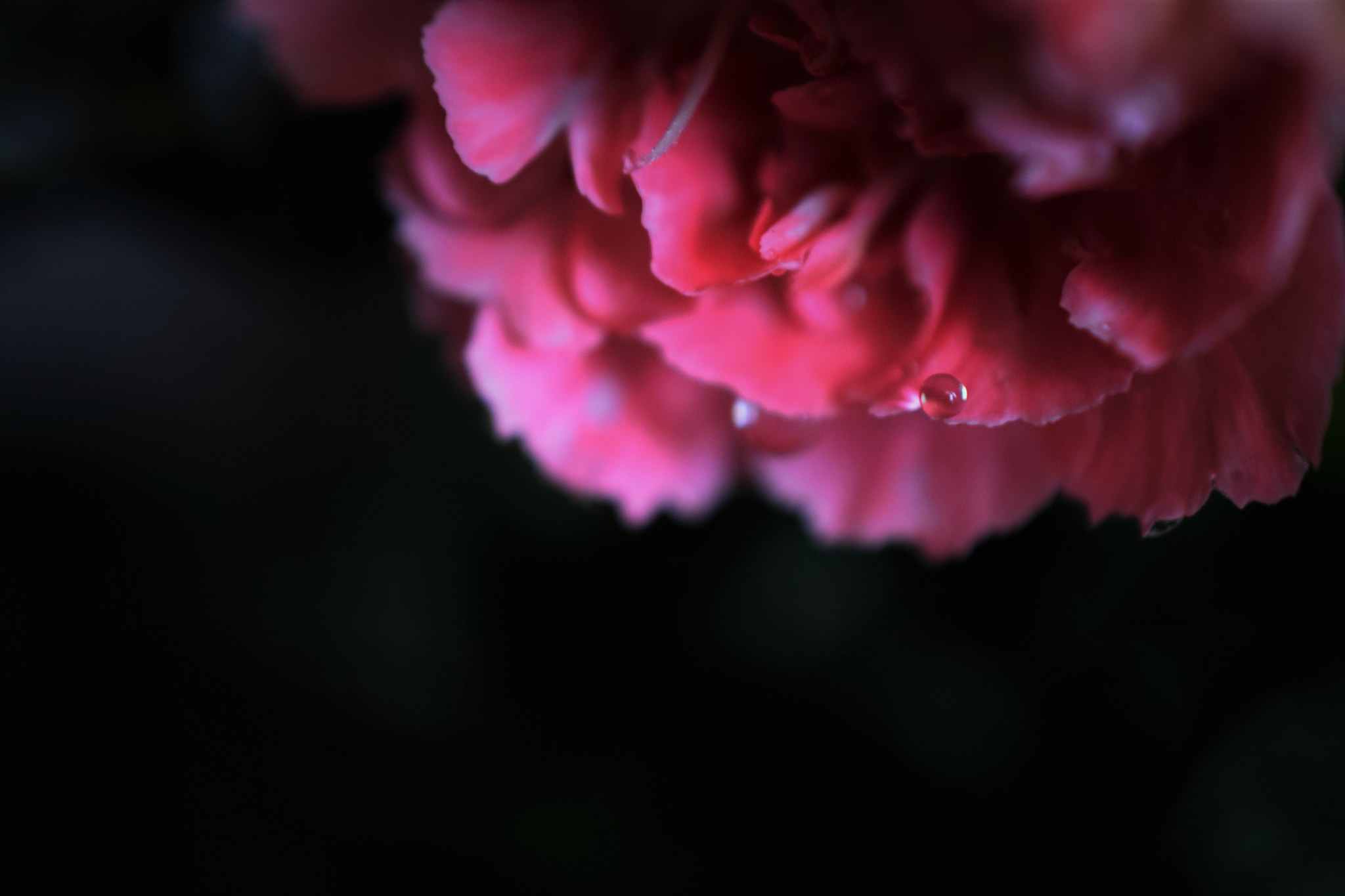 Nikon AF-S DX Micro Nikkor 40mm F2.8 sample photo. Teardrop photography