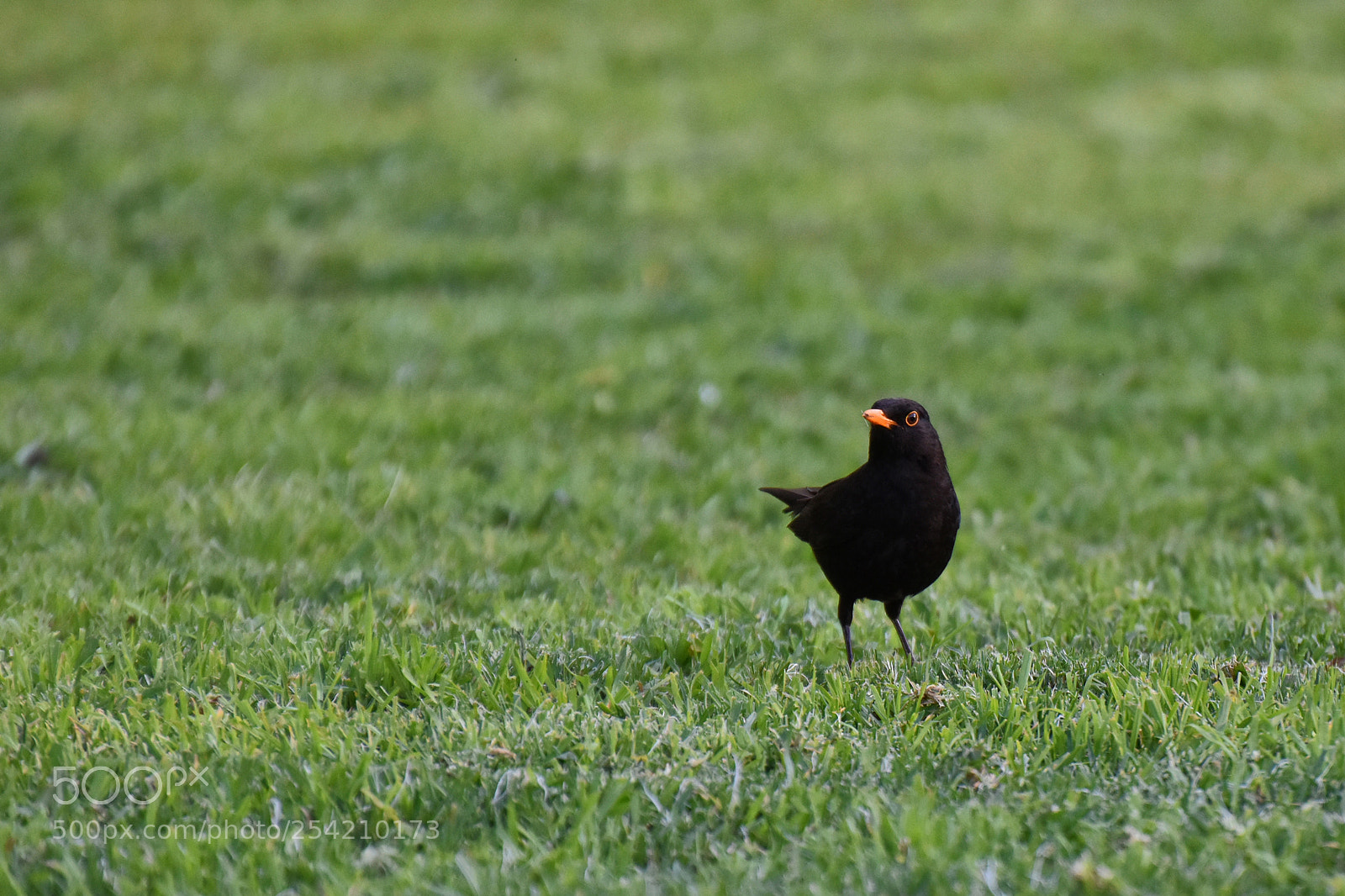 Nikon D5500 sample photo. Blackbird photography