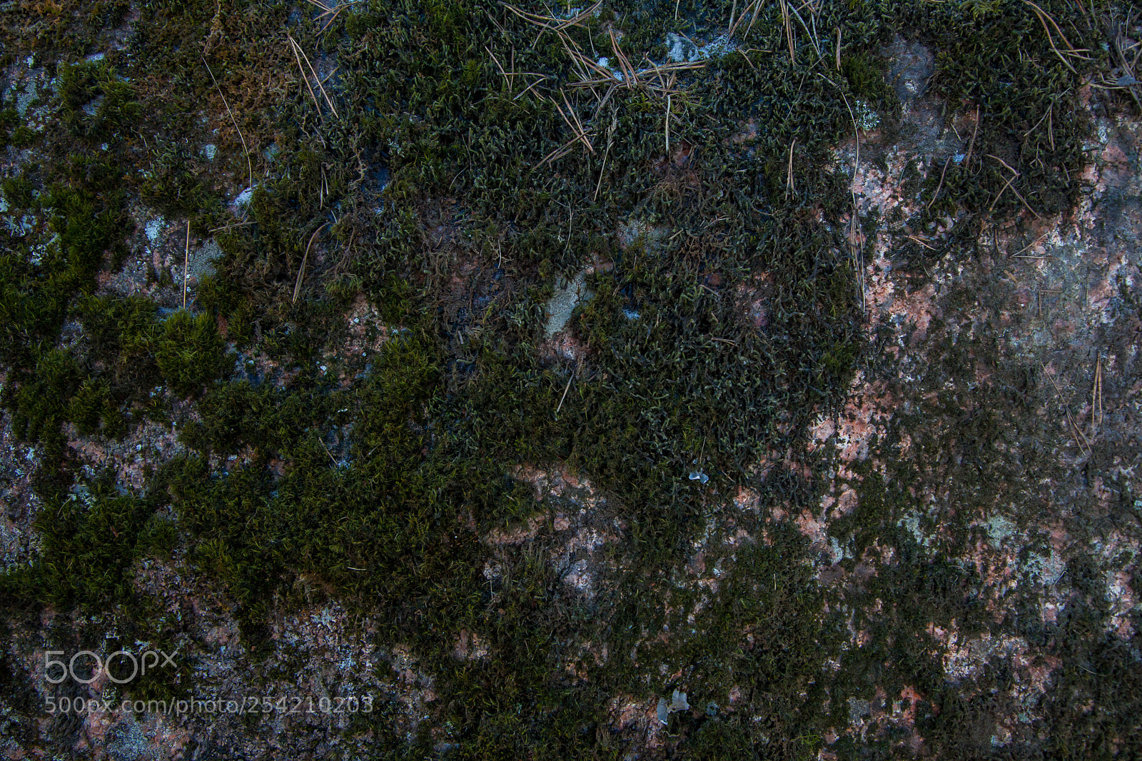 Canon EOS 5D Mark II sample photo. The texture of natural photography