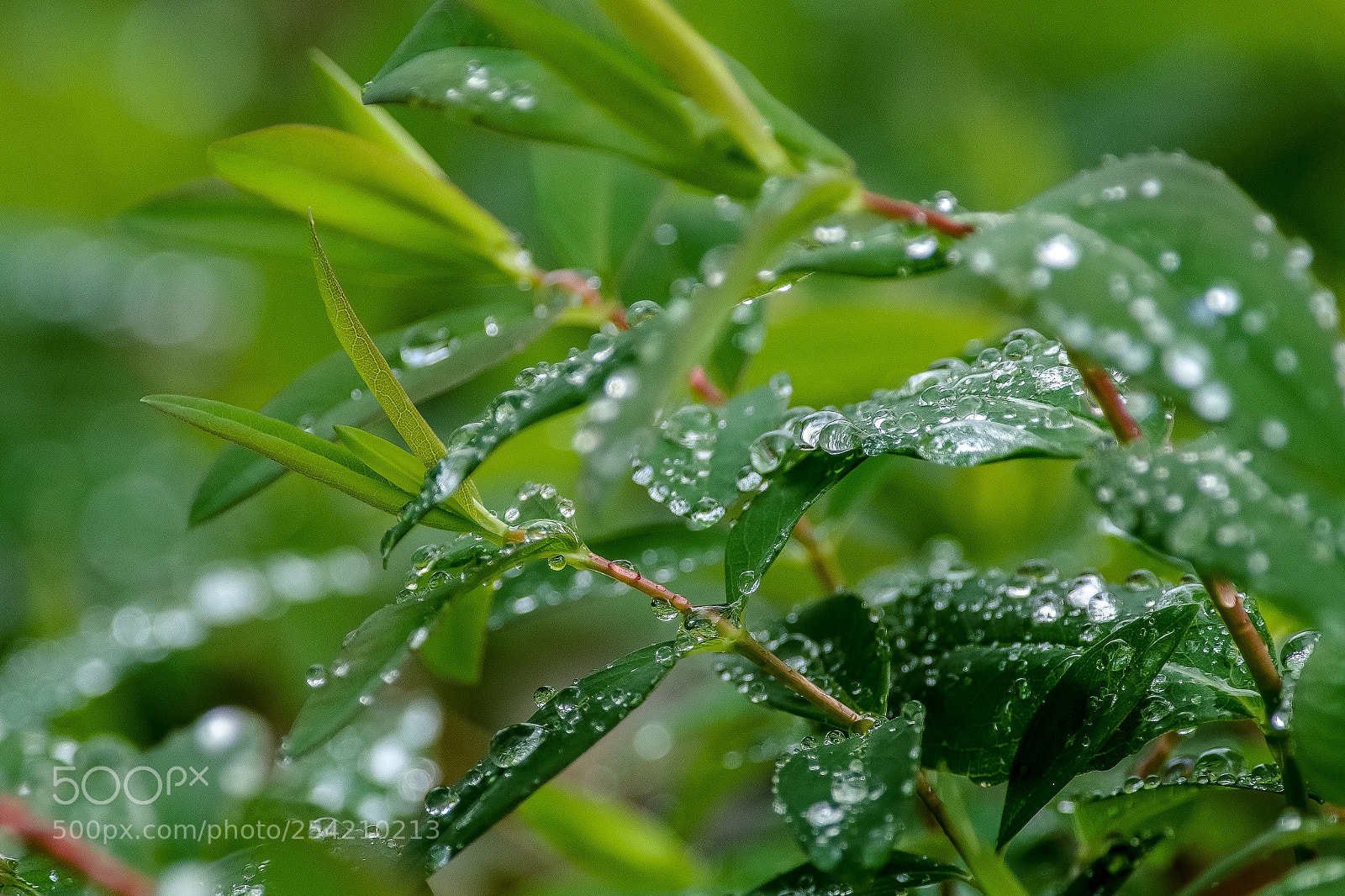 Pentax K-S2 sample photo. Shine photography