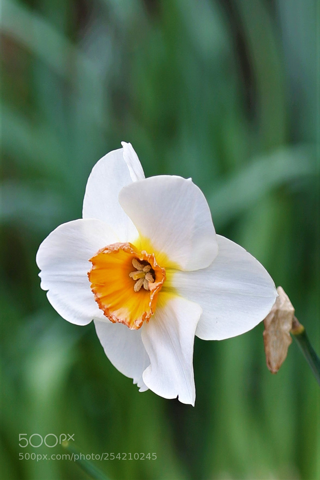 Canon EOS 7D Mark II sample photo. Flower photography