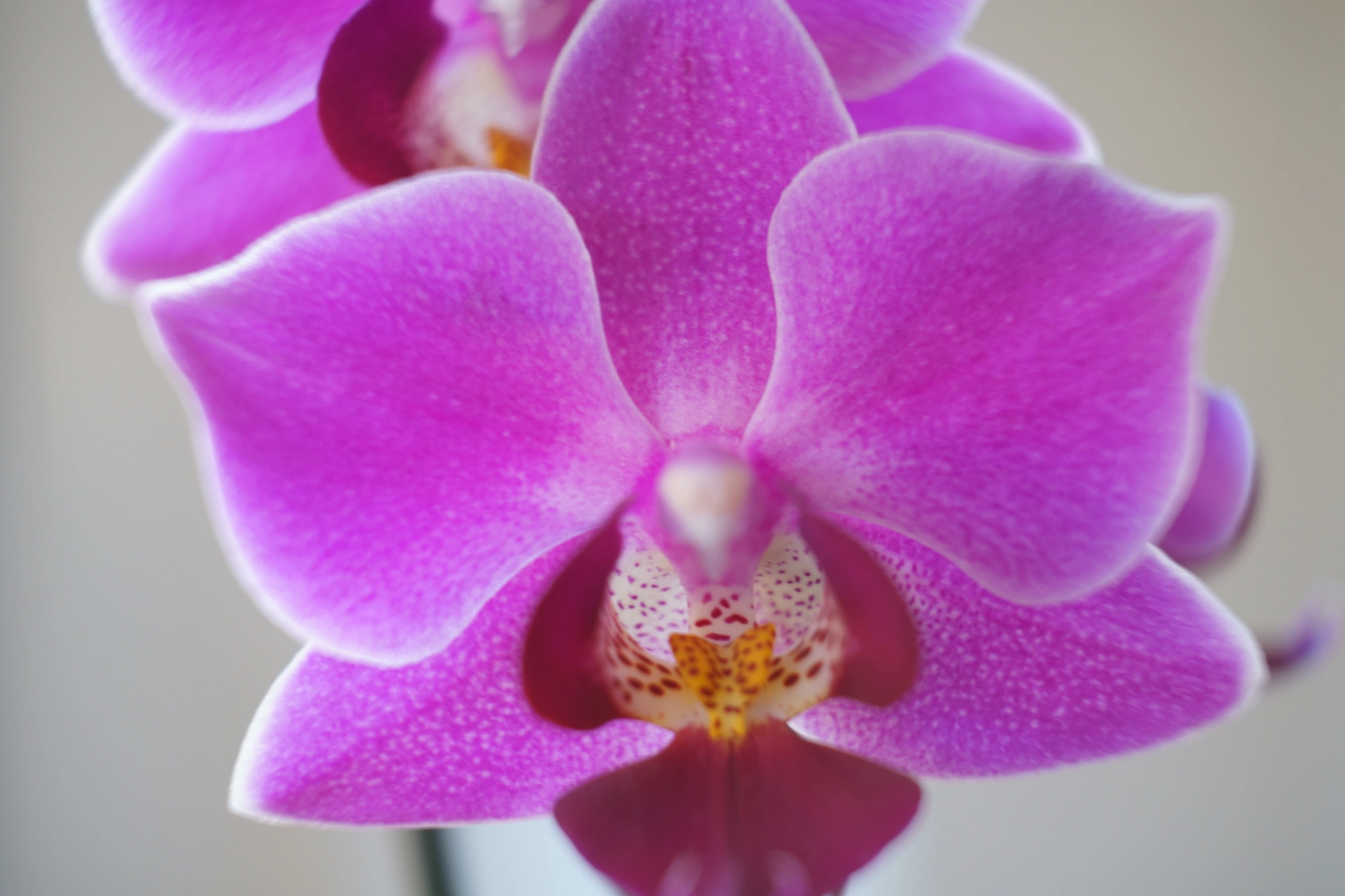 Sony FE 28-70mm F3.5-5.6 OSS sample photo. Orquídea photography