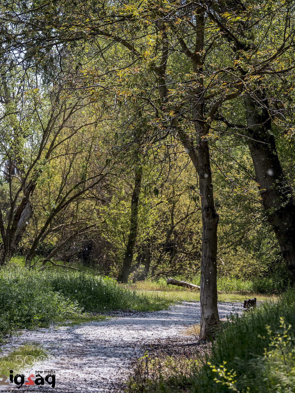 Panasonic Lumix DC-GH5 sample photo. Spring walk photography