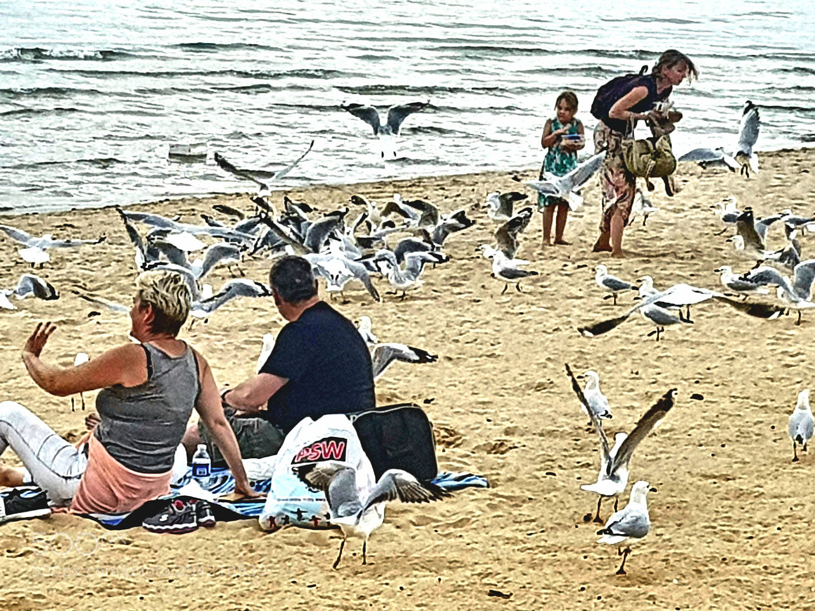 Samsung Galaxy S8 sample photo. Seagull attack photography