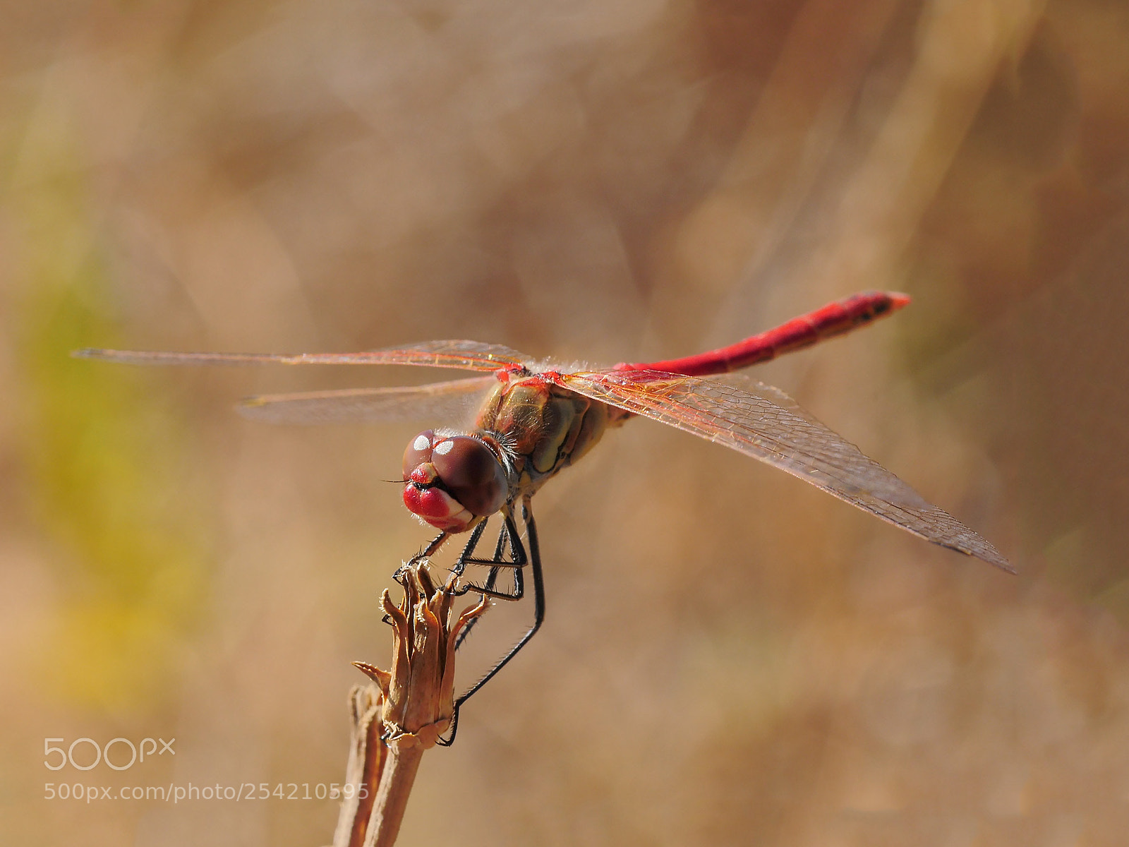 Panasonic Lumix DMC-GX8 sample photo. Dragonfly photography