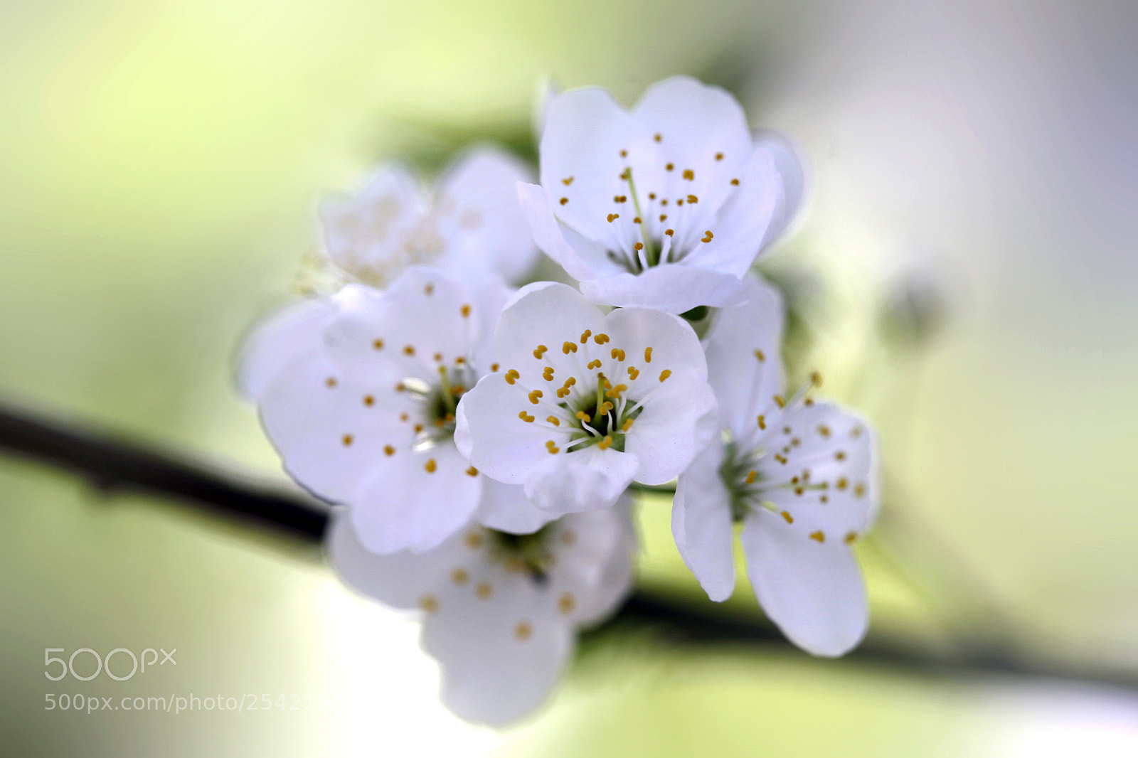 Canon EOS 5D Mark II sample photo. Blossoming tree photography