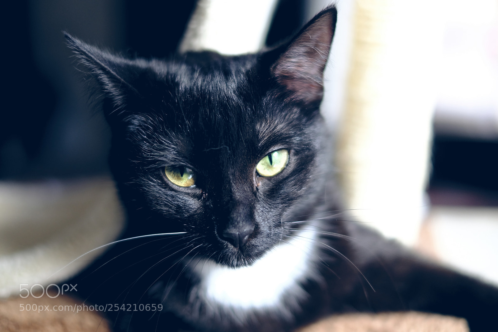 Fujifilm X-T2 sample photo. Untitled photography