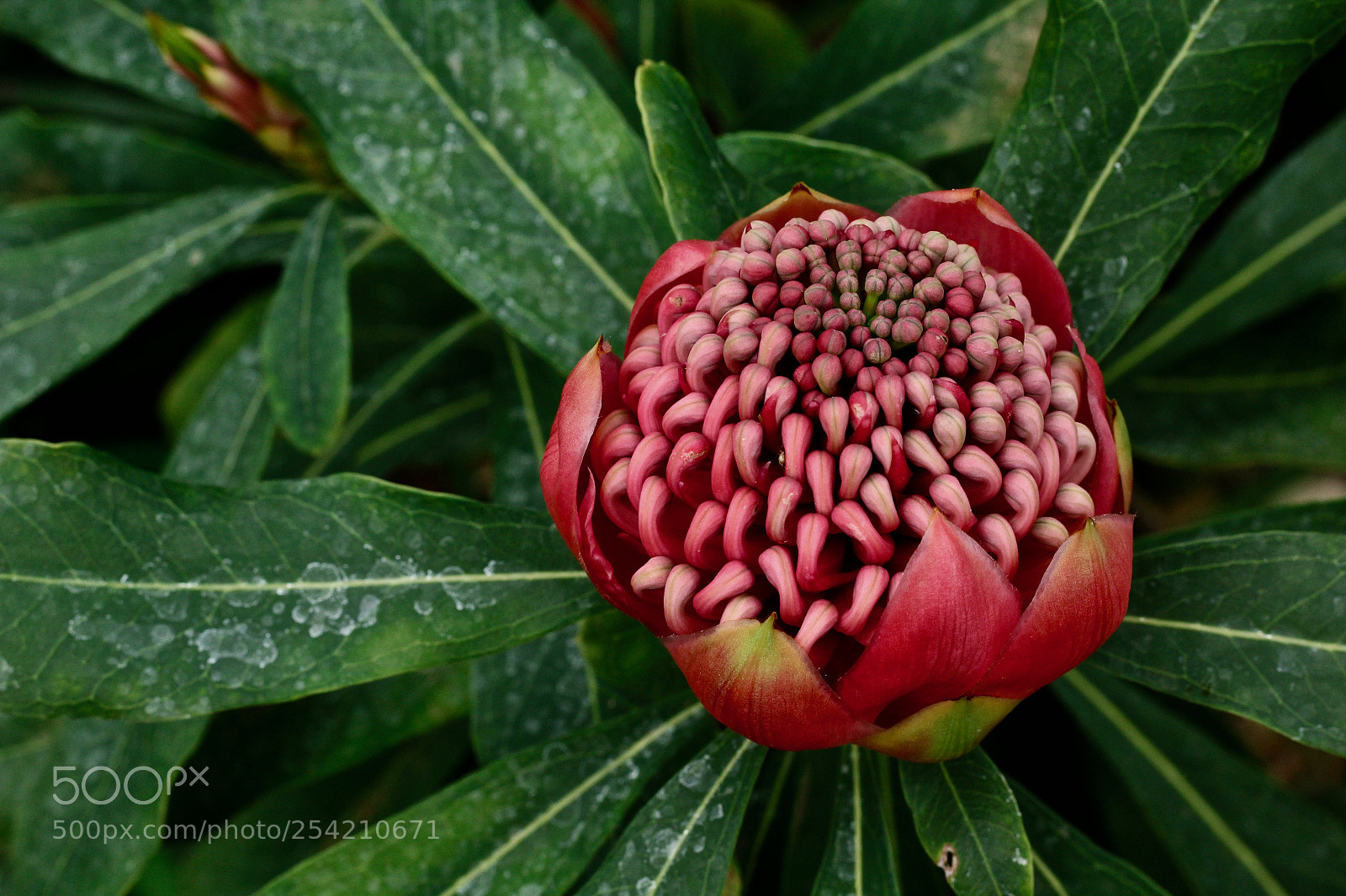 Canon EOS 60D sample photo. Flower? photography