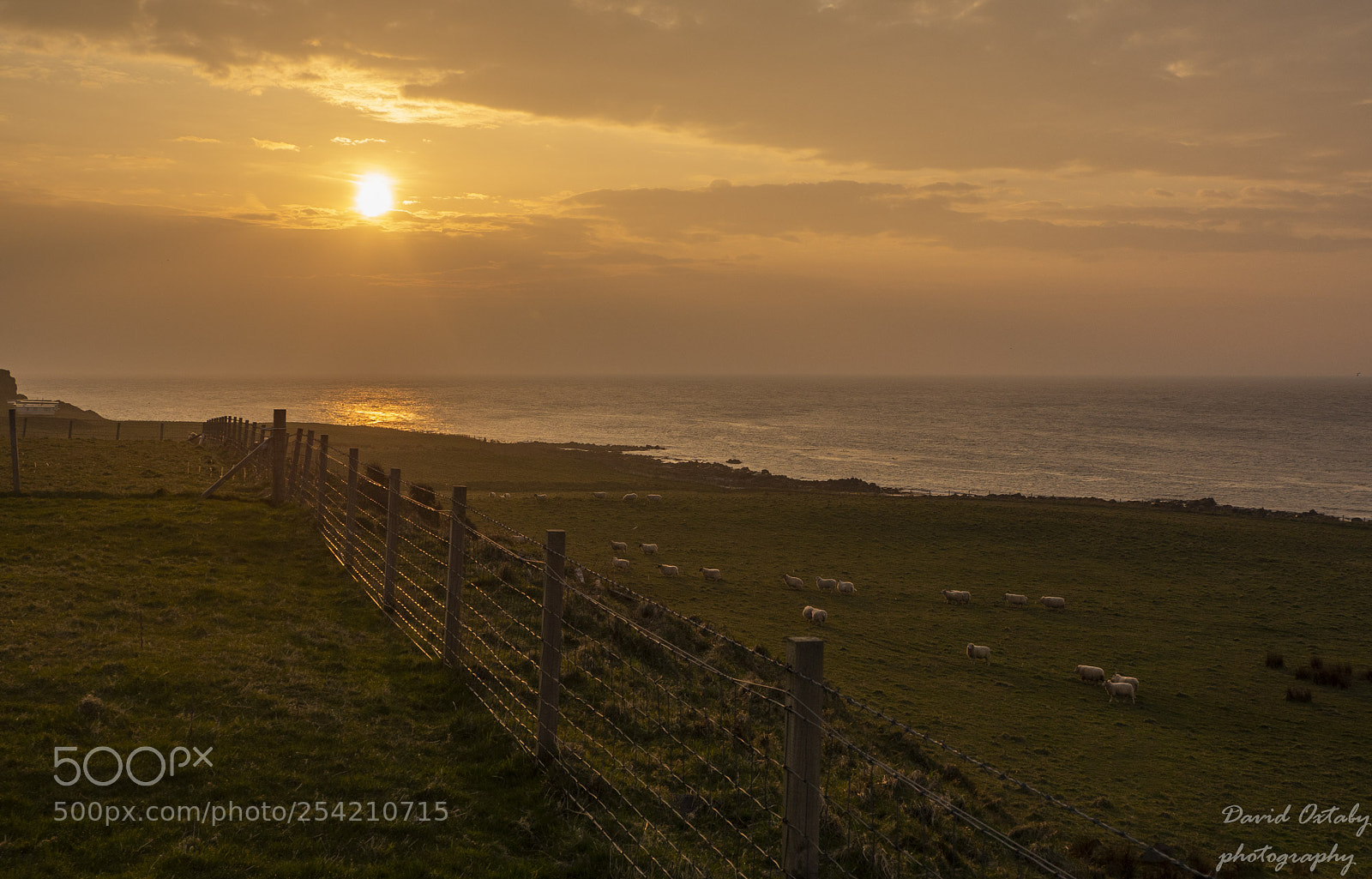 Olympus OM-D E-M10 II sample photo. Sheep heading for breakfast photography