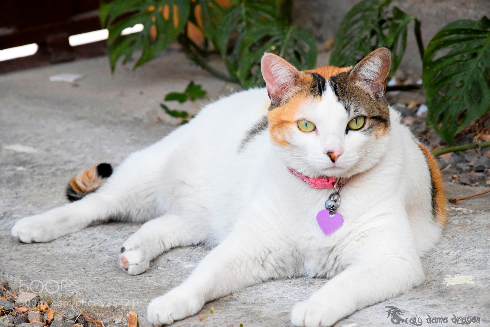 Nikon D3300 sample photo. Akira la gata photography