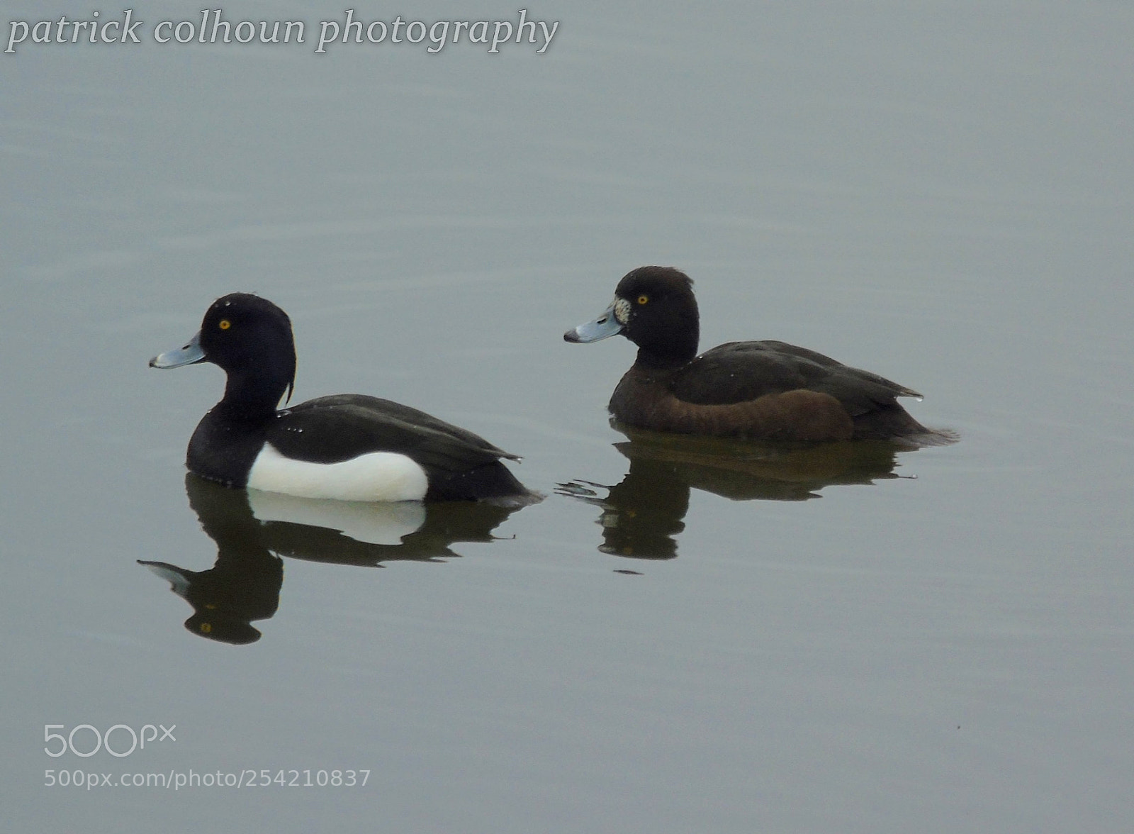 Sony Cyber-shot DSC-H400 sample photo. Tufted ducks photography