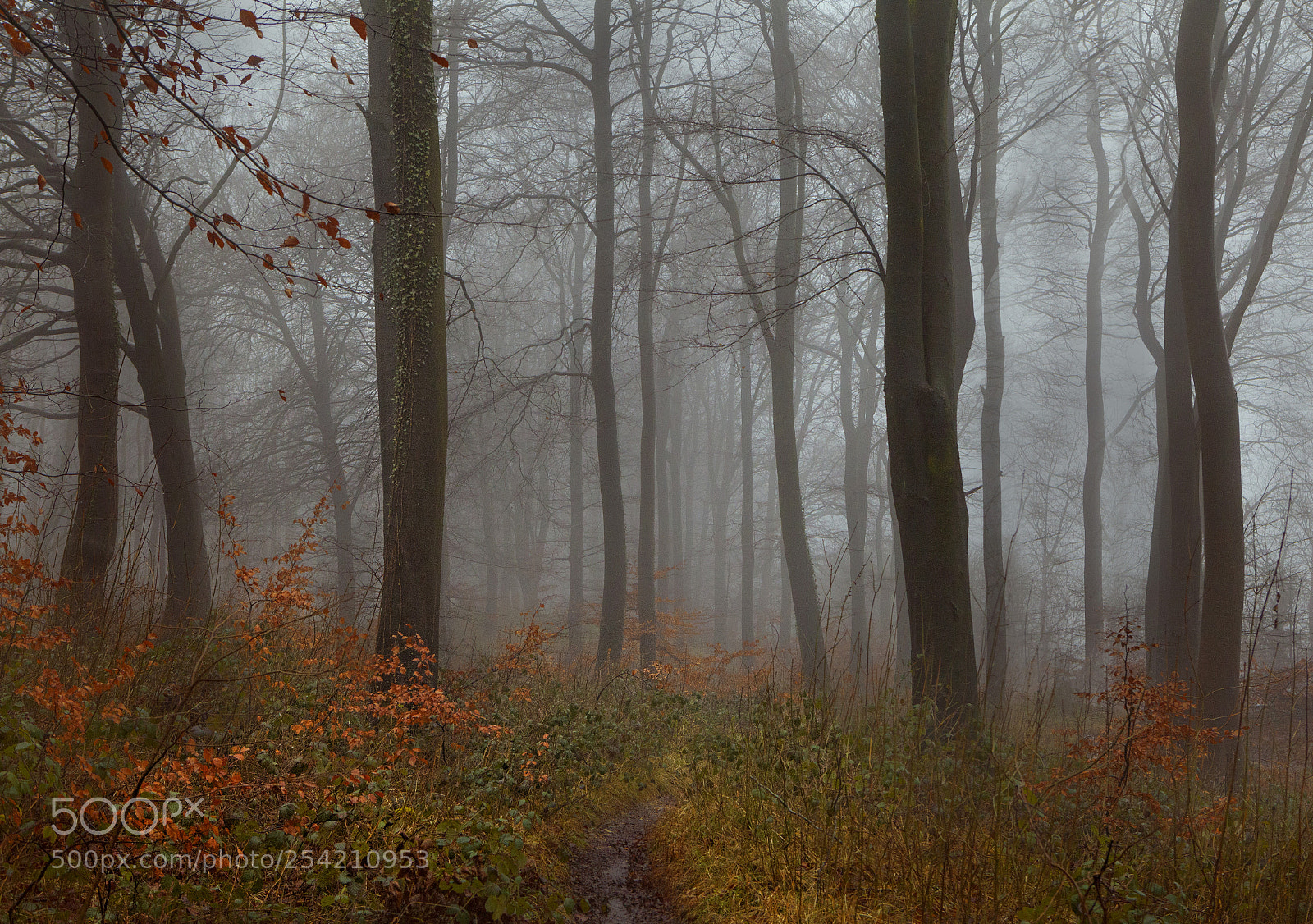 Canon EOS 5D Mark II sample photo. Into the misty woods photography
