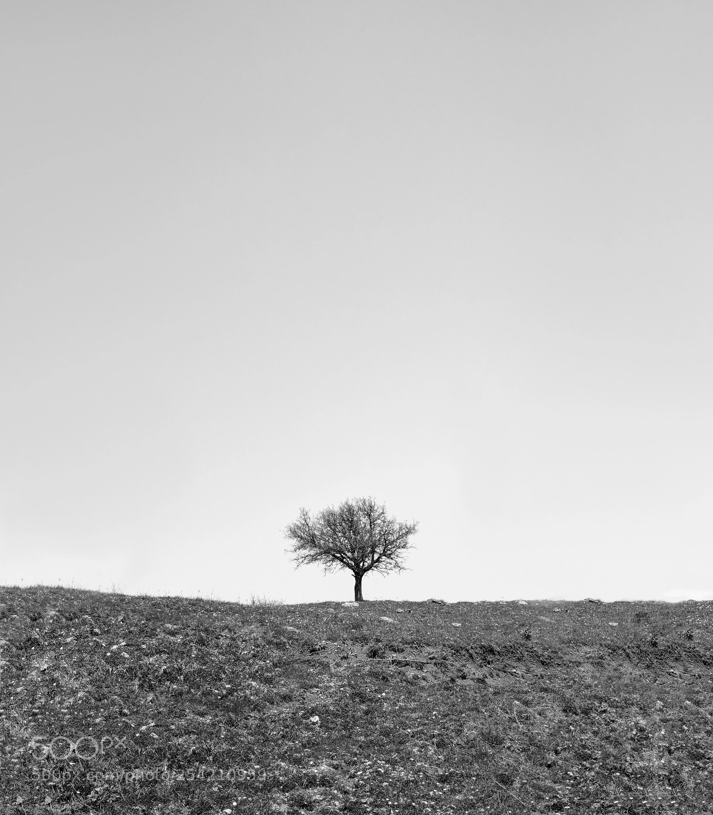 LG G6 sample photo. Lonely tree photography