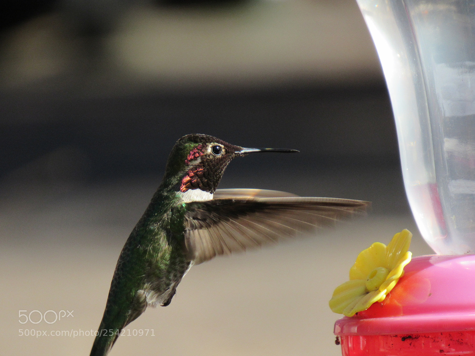 Canon PowerShot SX530 HS sample photo. Hummingbird photography