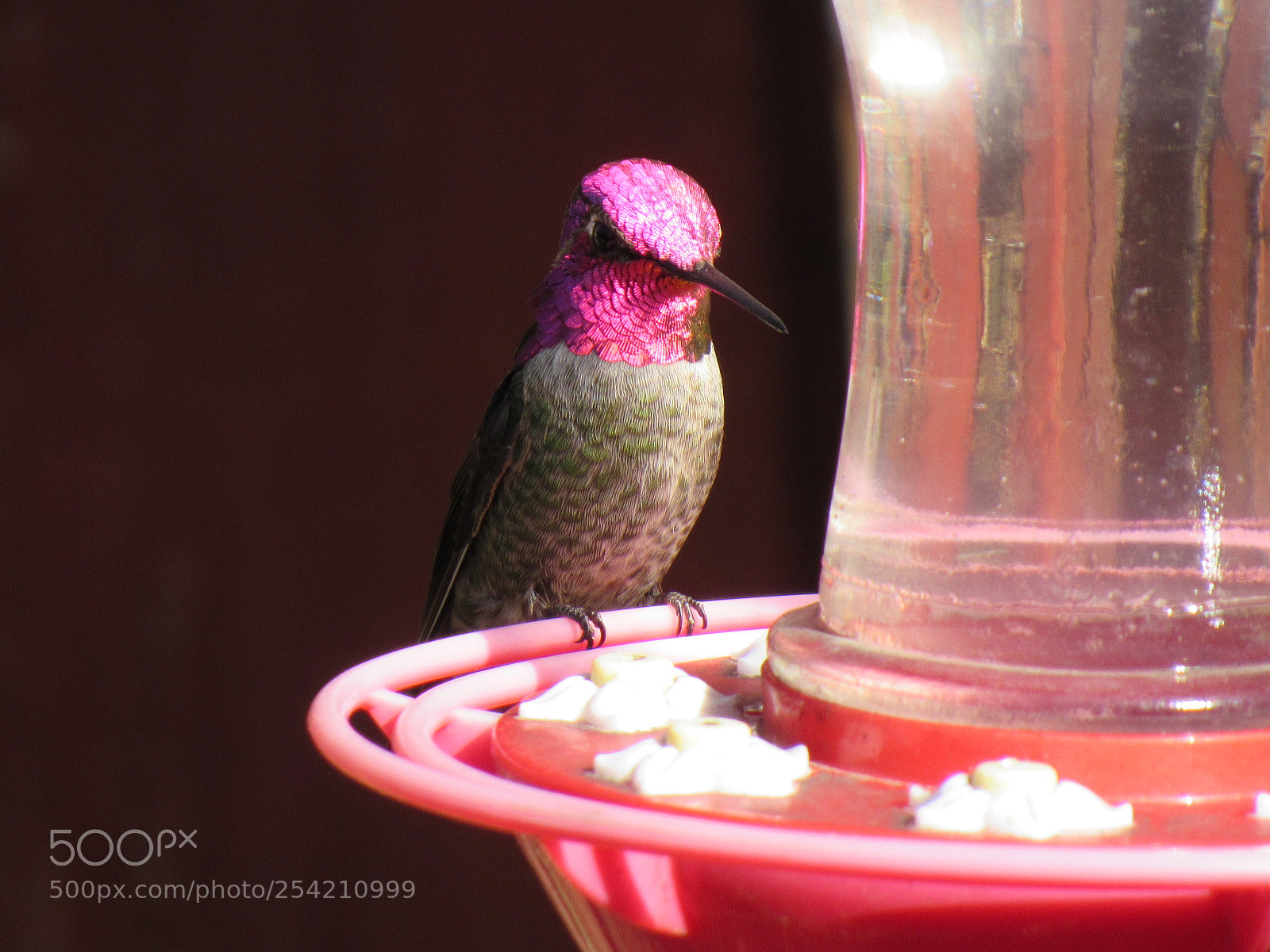 Canon PowerShot SX530 HS sample photo. Hummingbird photography