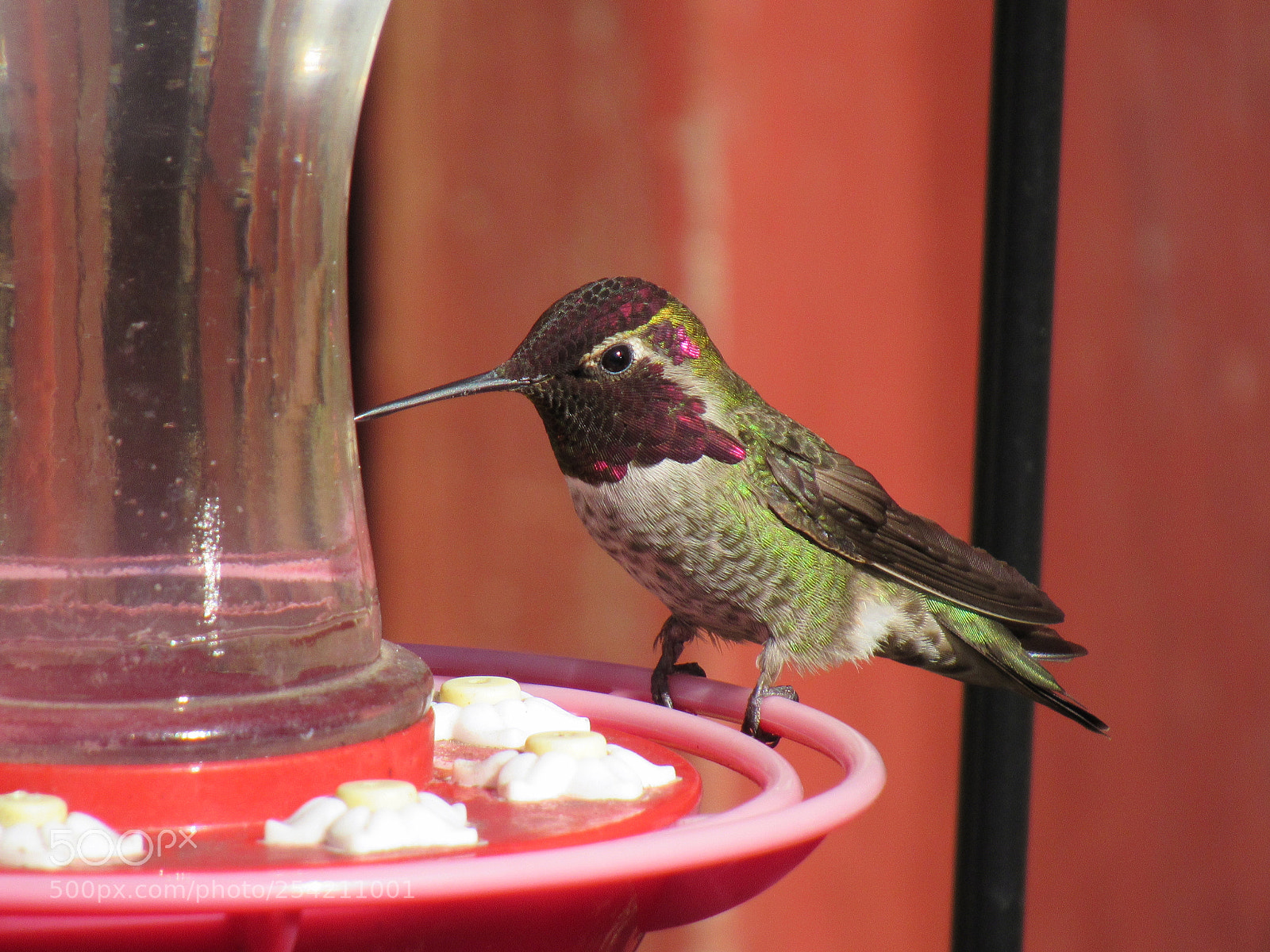 Canon PowerShot SX530 HS sample photo. Hummingbird photography