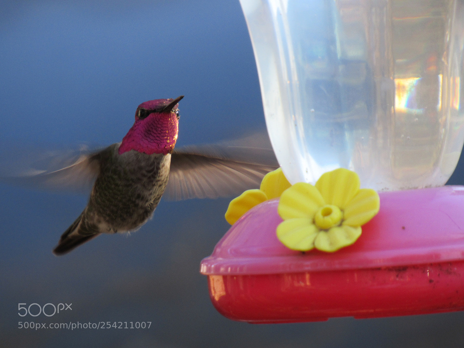 Canon PowerShot SX530 HS sample photo. Hummingbird photography