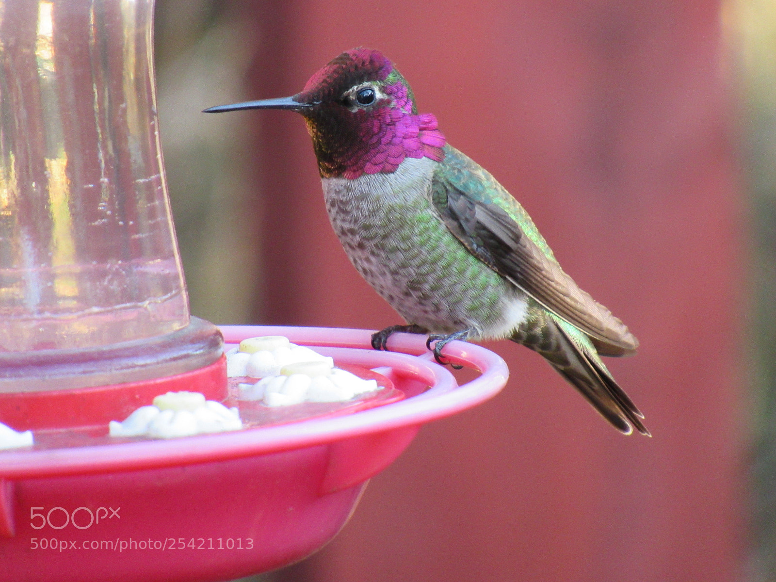Canon PowerShot SX530 HS sample photo. Hummingbird photography
