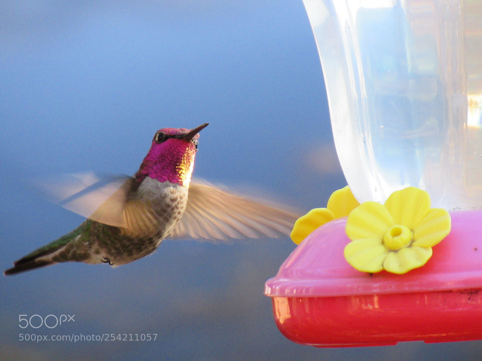Canon PowerShot SX530 HS sample photo. Hummingbird photography