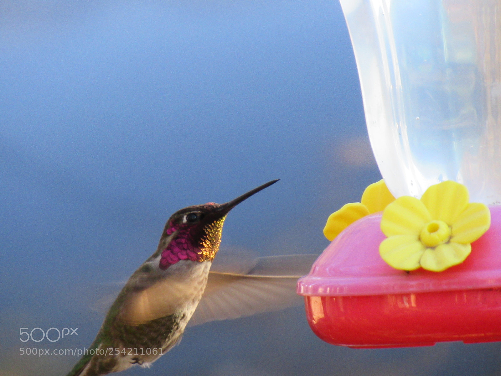 Canon PowerShot SX530 HS sample photo. Hummingbird photography