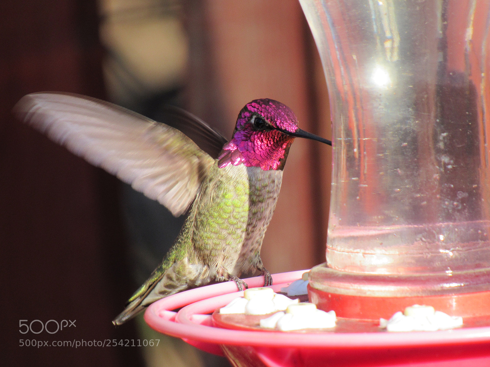 Canon PowerShot SX530 HS sample photo. Hummingbird photography