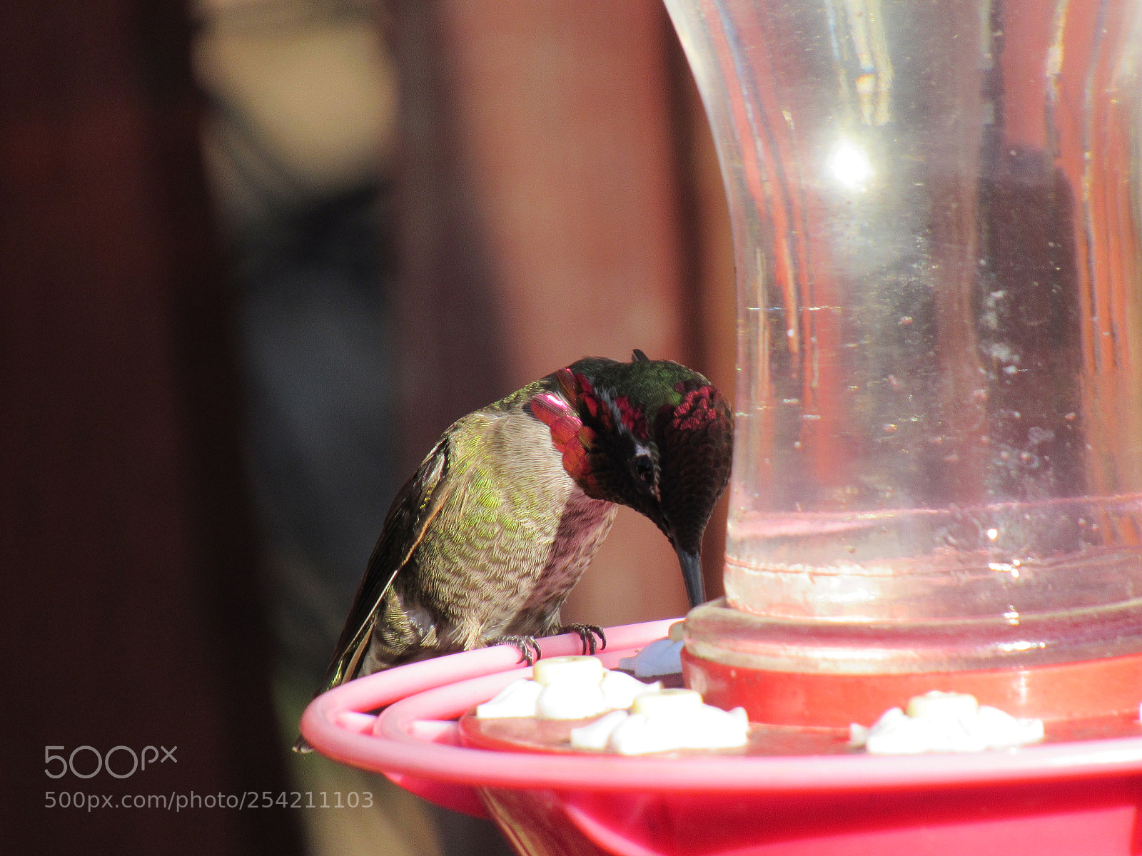 Canon PowerShot SX530 HS sample photo. Hummingbird photography