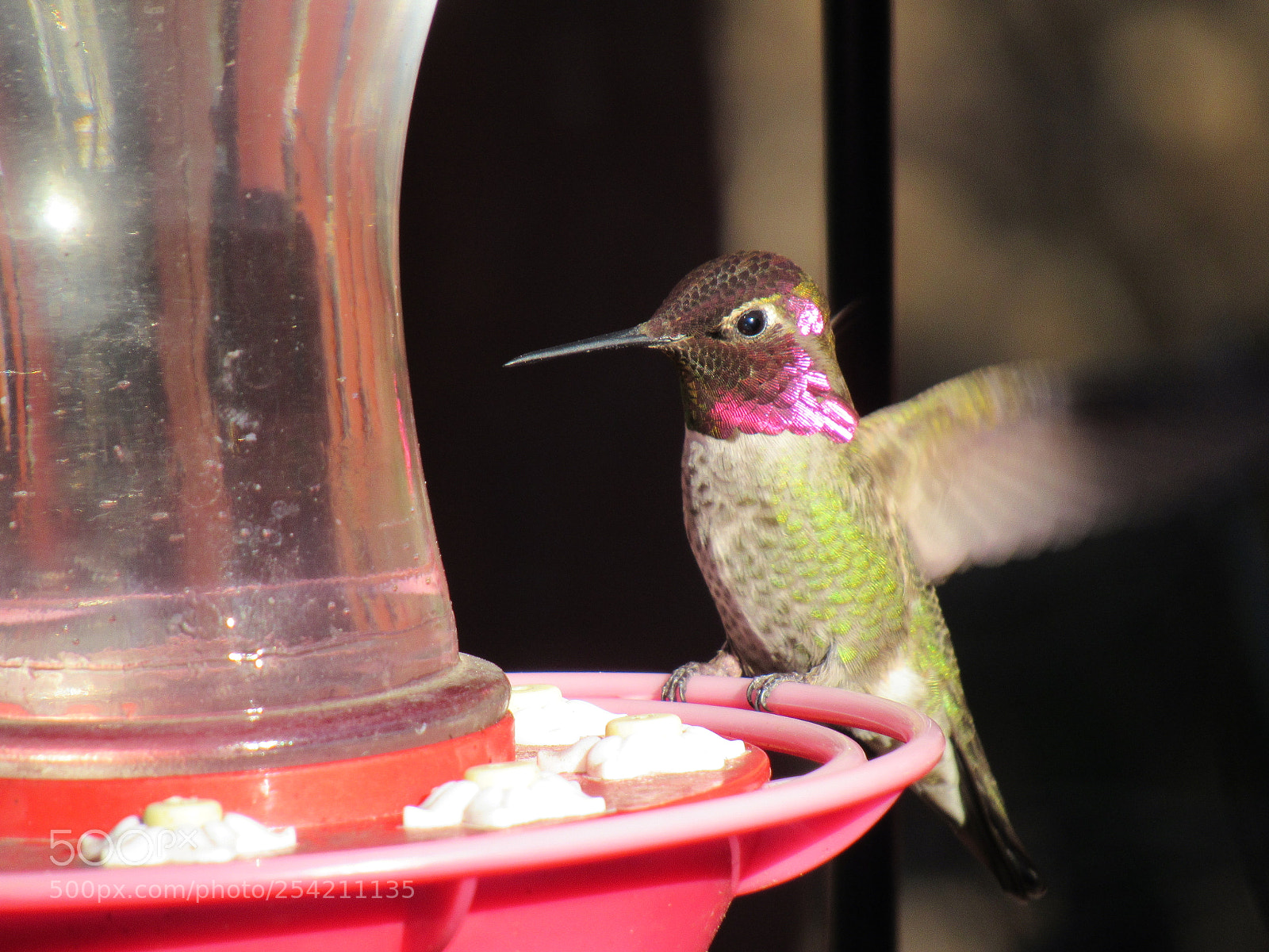 Canon PowerShot SX530 HS sample photo. Hummingbird photography