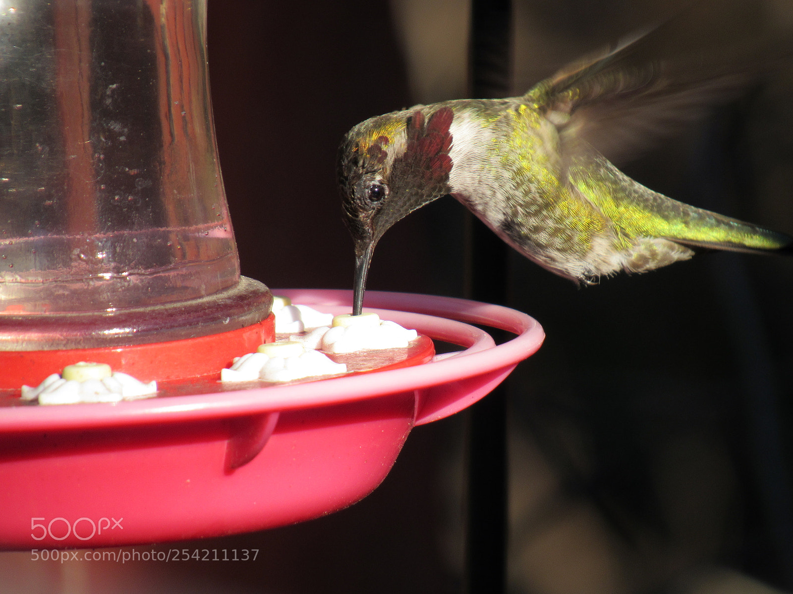 Canon PowerShot SX530 HS sample photo. Hummingbird photography