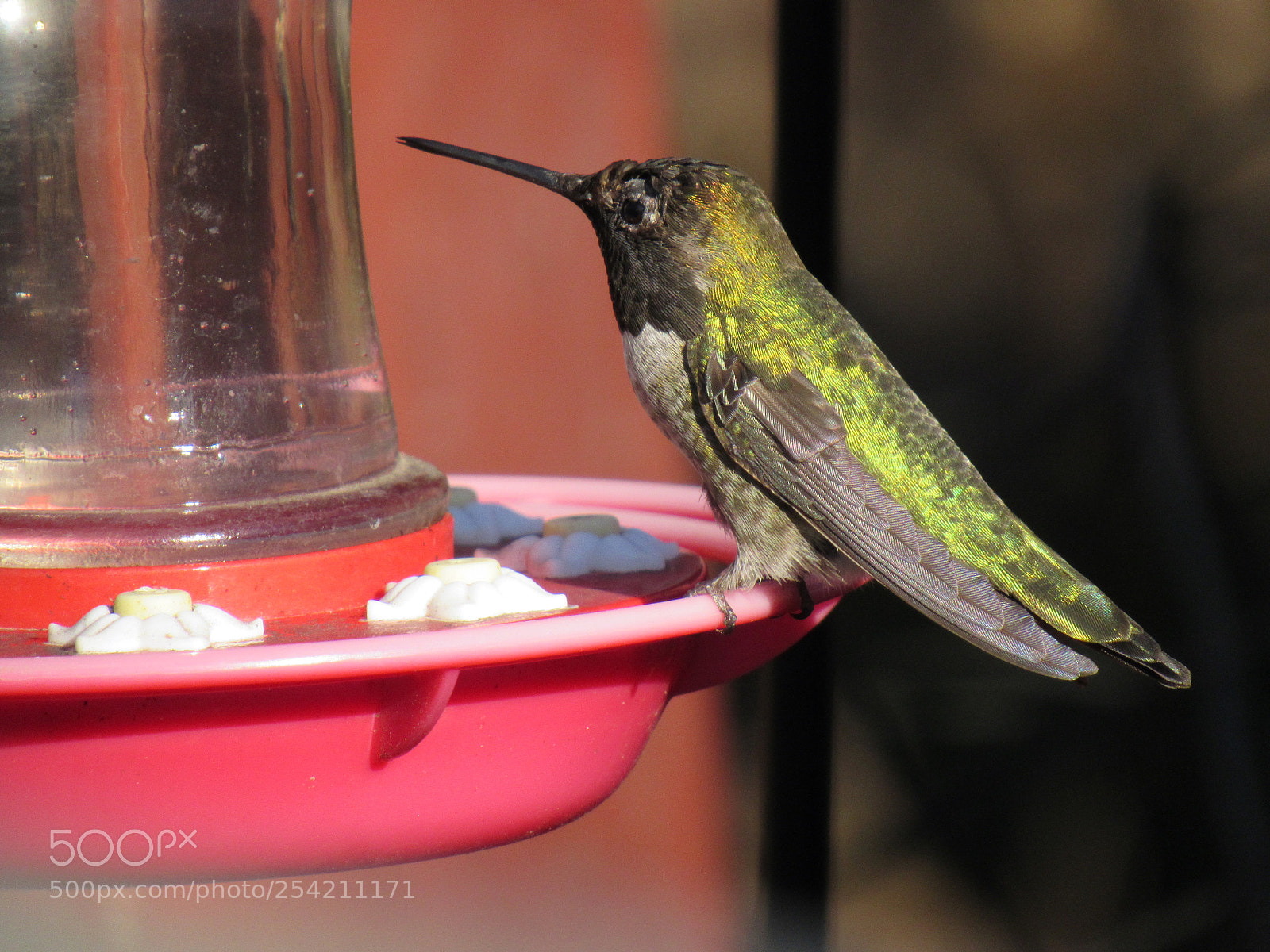 Canon PowerShot SX530 HS sample photo. Hummingbird photography