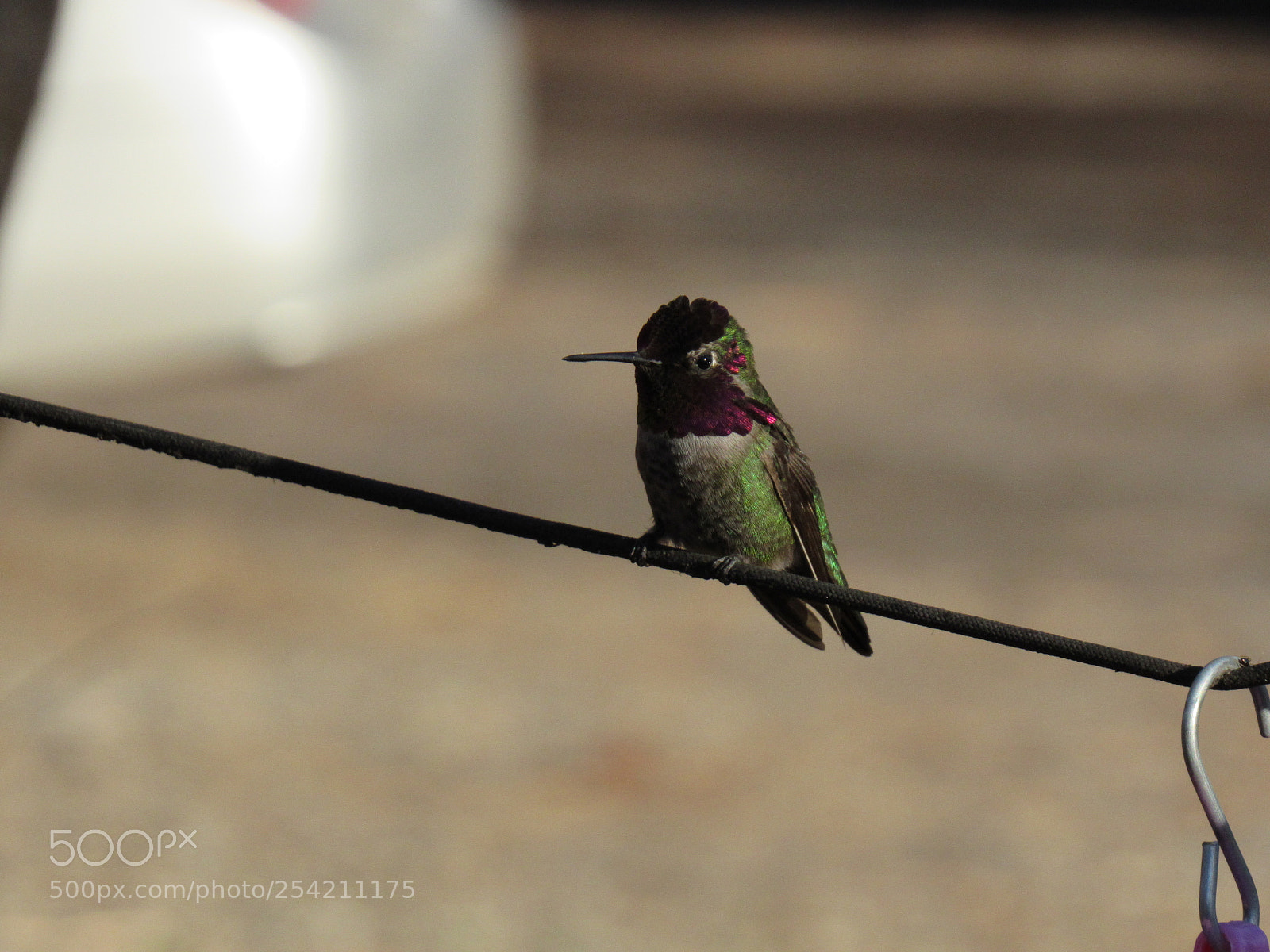 Canon PowerShot SX530 HS sample photo. Hummingbird photography