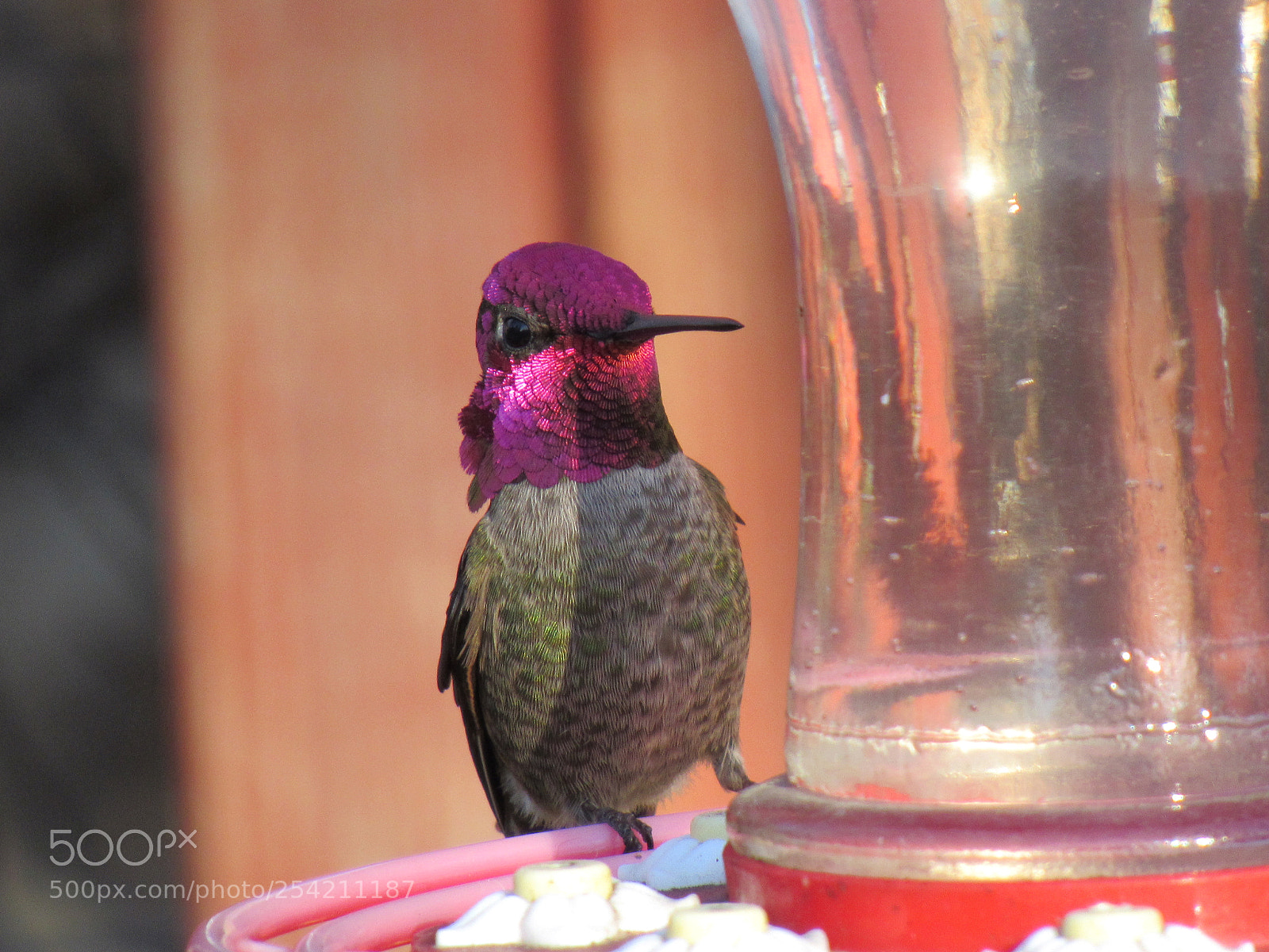 Canon PowerShot SX530 HS sample photo. Hummingbird photography