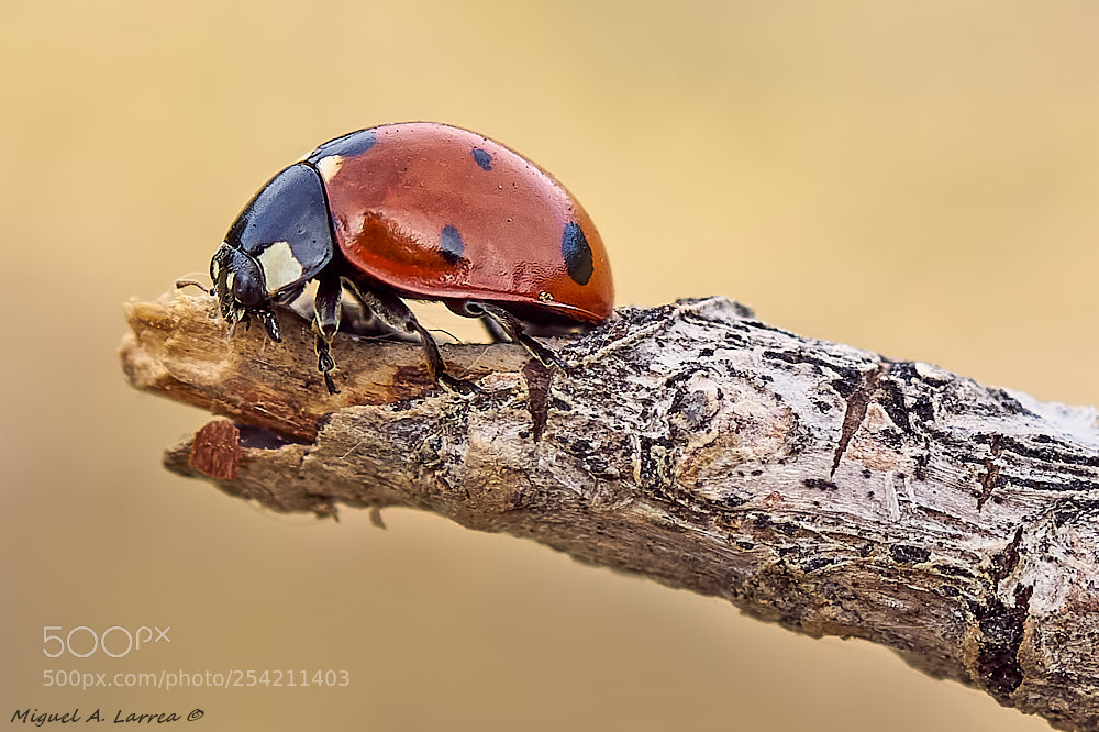 Sony ILCA-77M2 sample photo. Coccinella photography