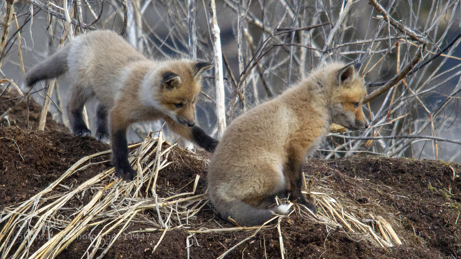 Canon EOS 7D sample photo. Baby foxes photography