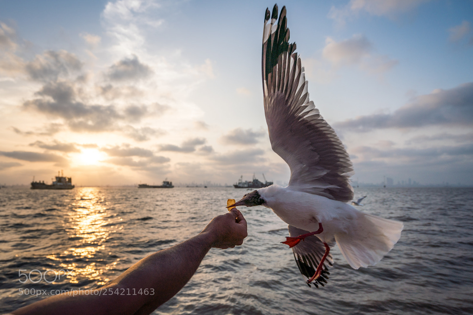 Sony a7R III sample photo. Feed the birds photography