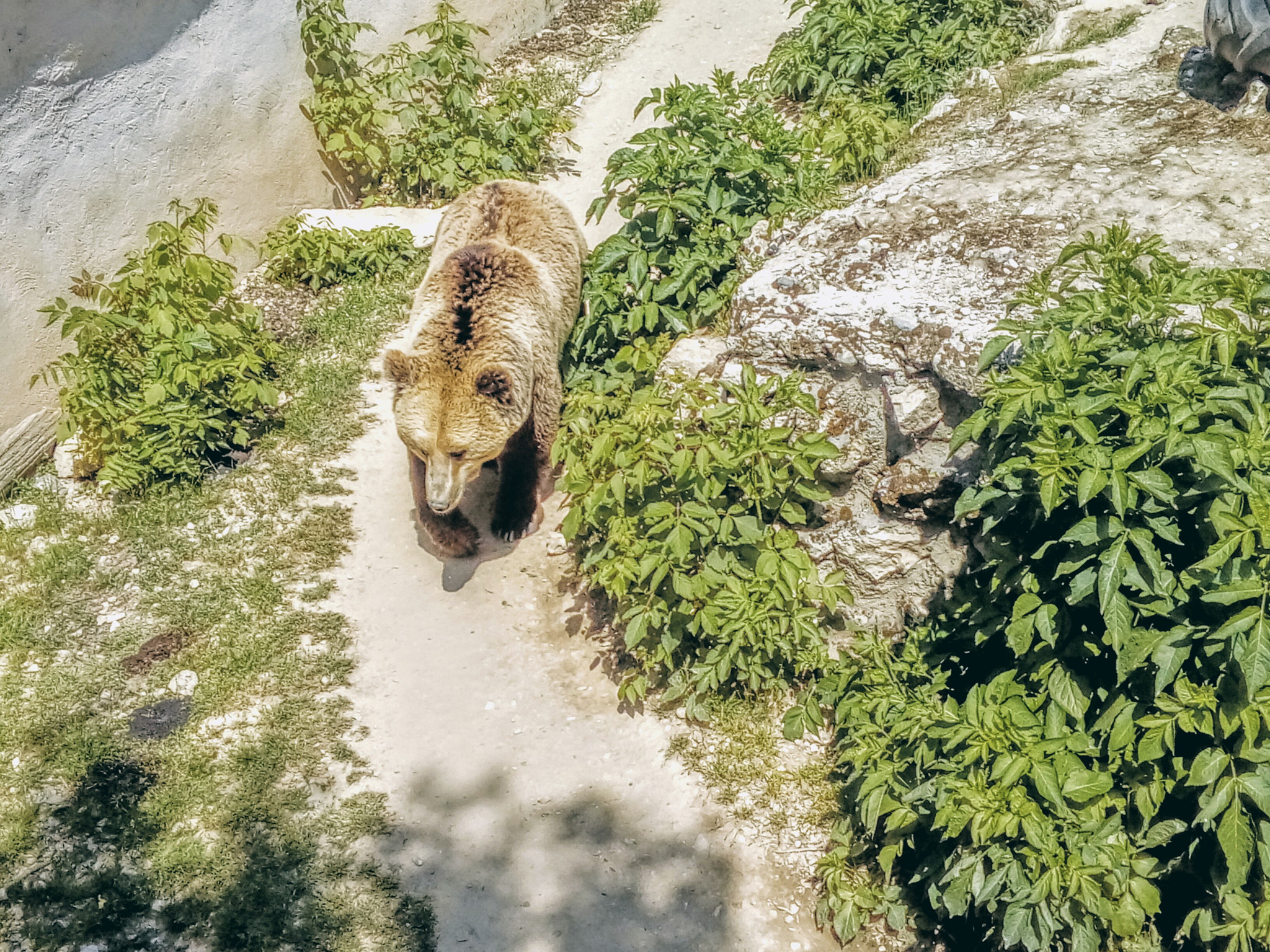 LG K350N sample photo. Bear walking through the zoo photography