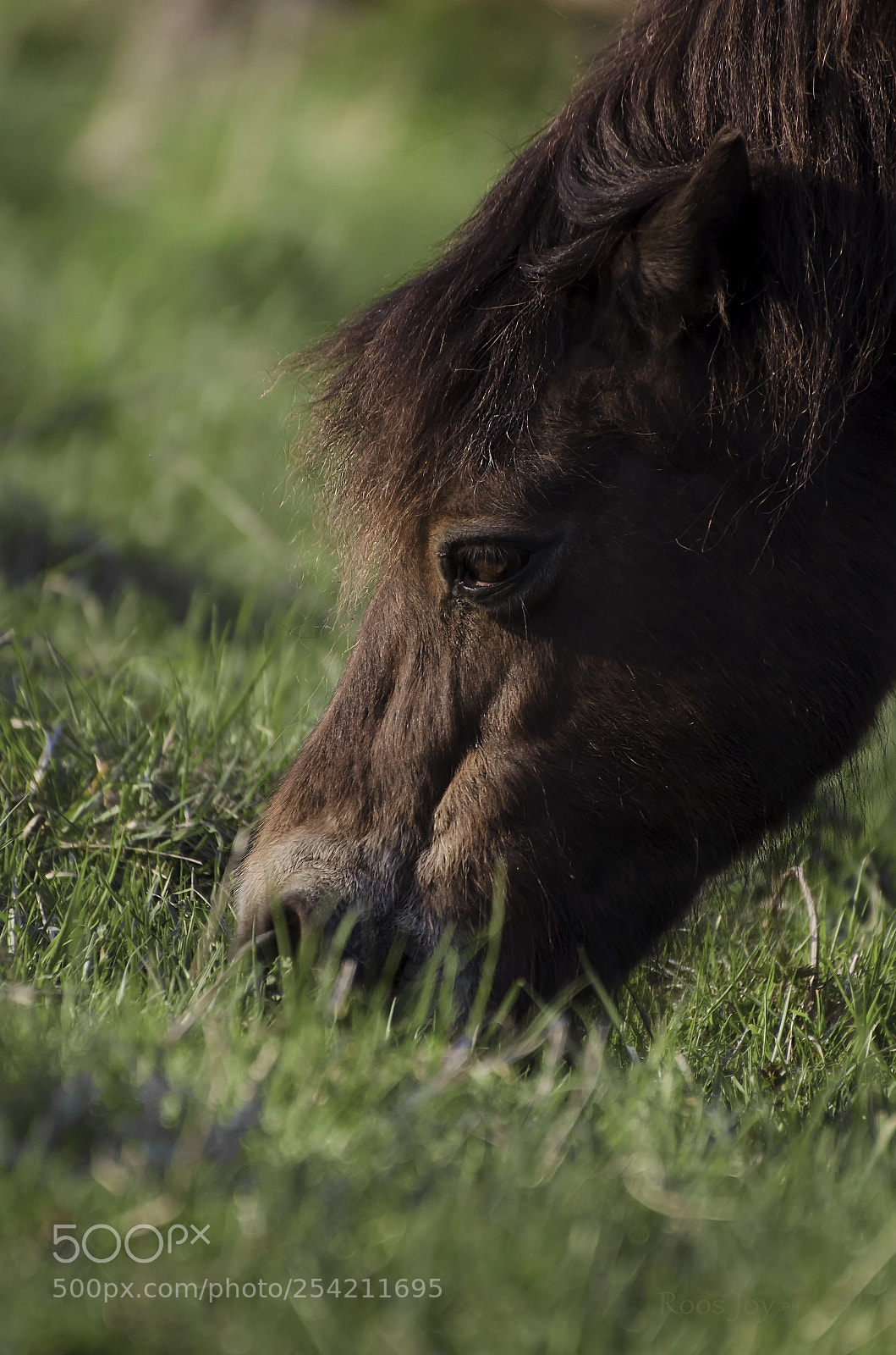 Nikon D5100 sample photo. On my walk.. photography