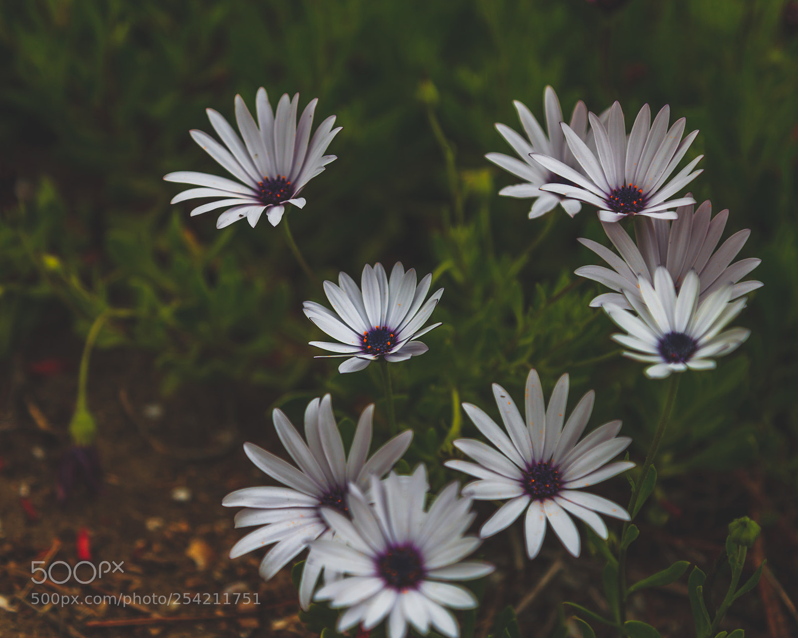 Canon EOS 5D Mark II sample photo. Backyard photography ? photography
