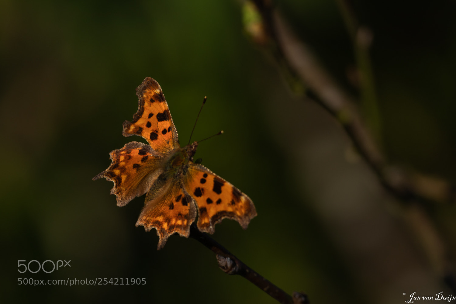 Canon EOS 80D sample photo. Gehakkelde aurelia photography