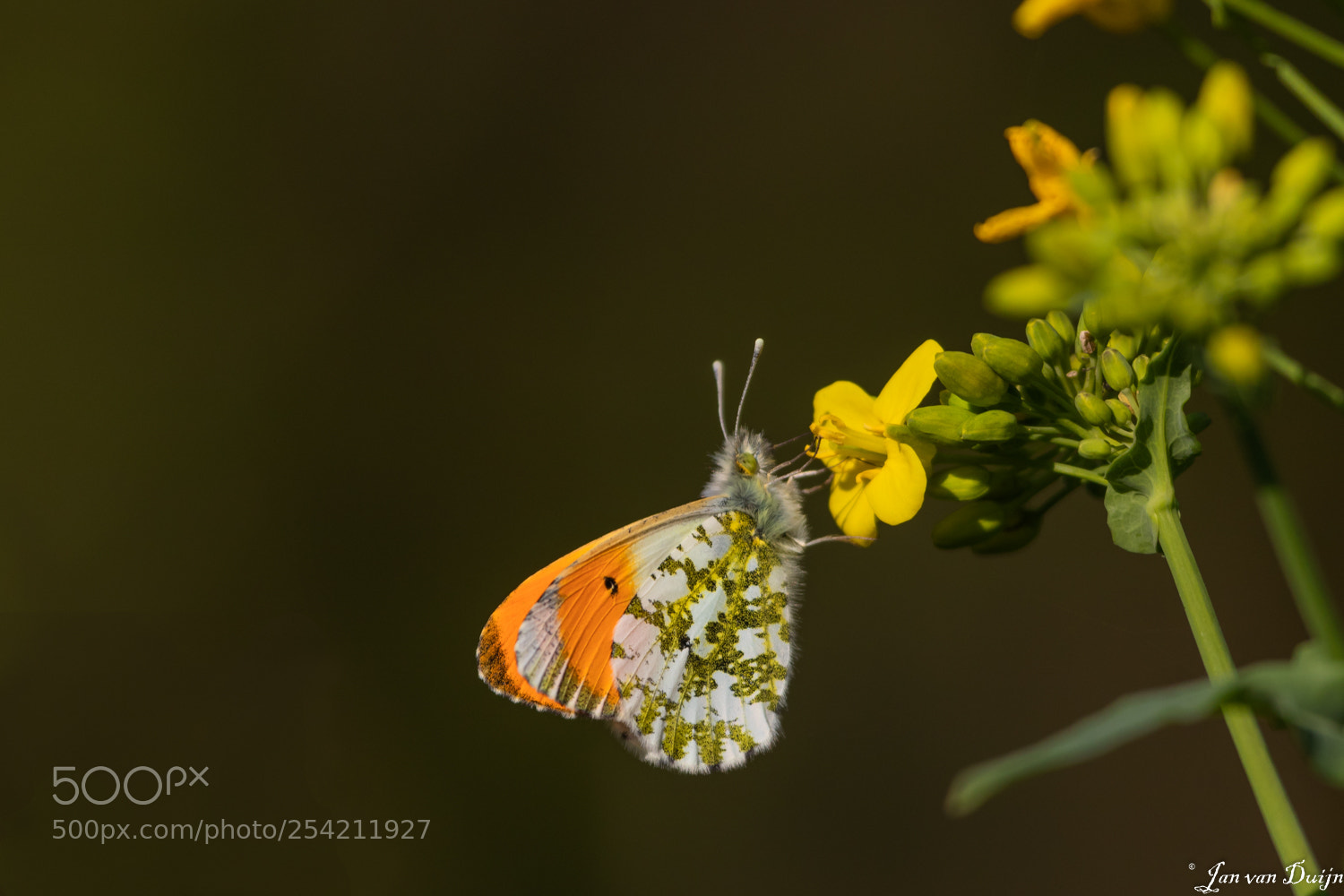 Canon EOS 80D sample photo. Oranjetipje photography