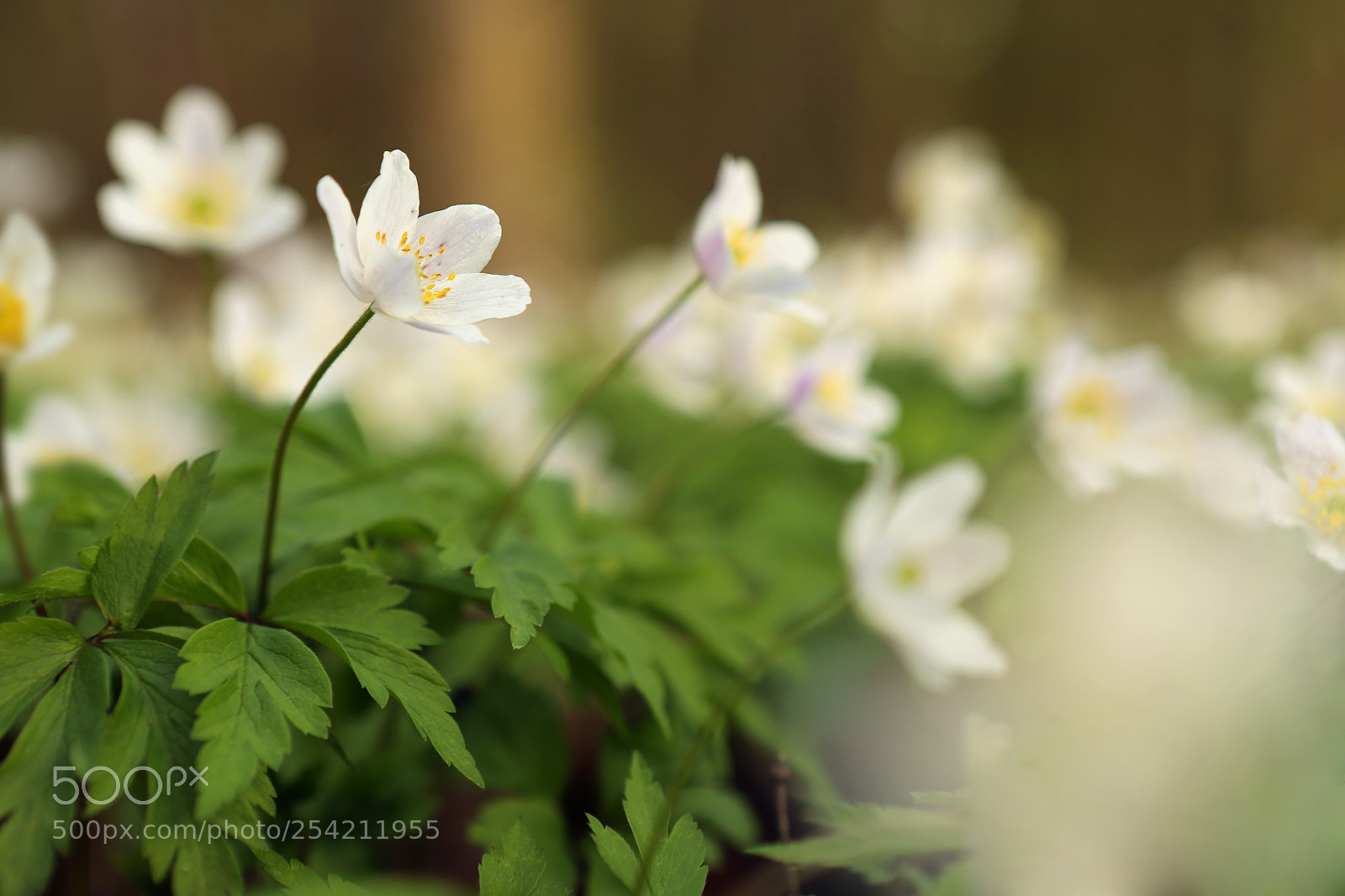 Canon EOS 6D Mark II sample photo. Zawilce photography