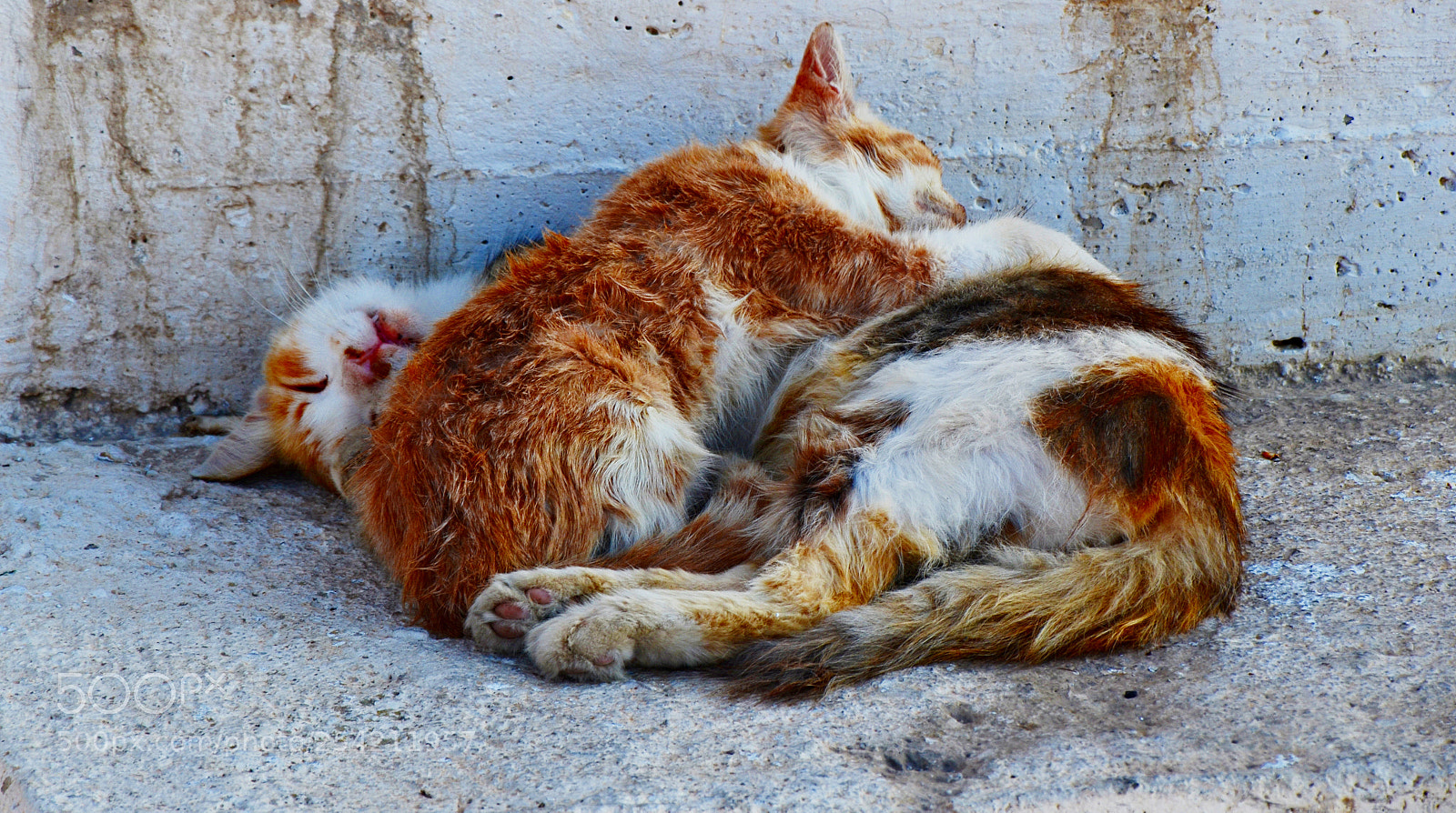 Nikon D5100 sample photo. Cats photography