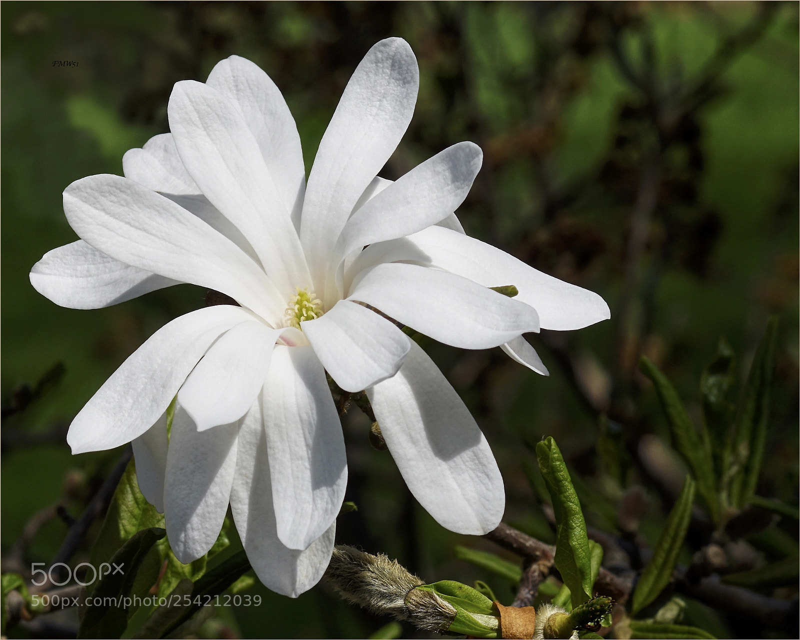 Sony ILCA-77M2 sample photo. A white magnolia blossom photography