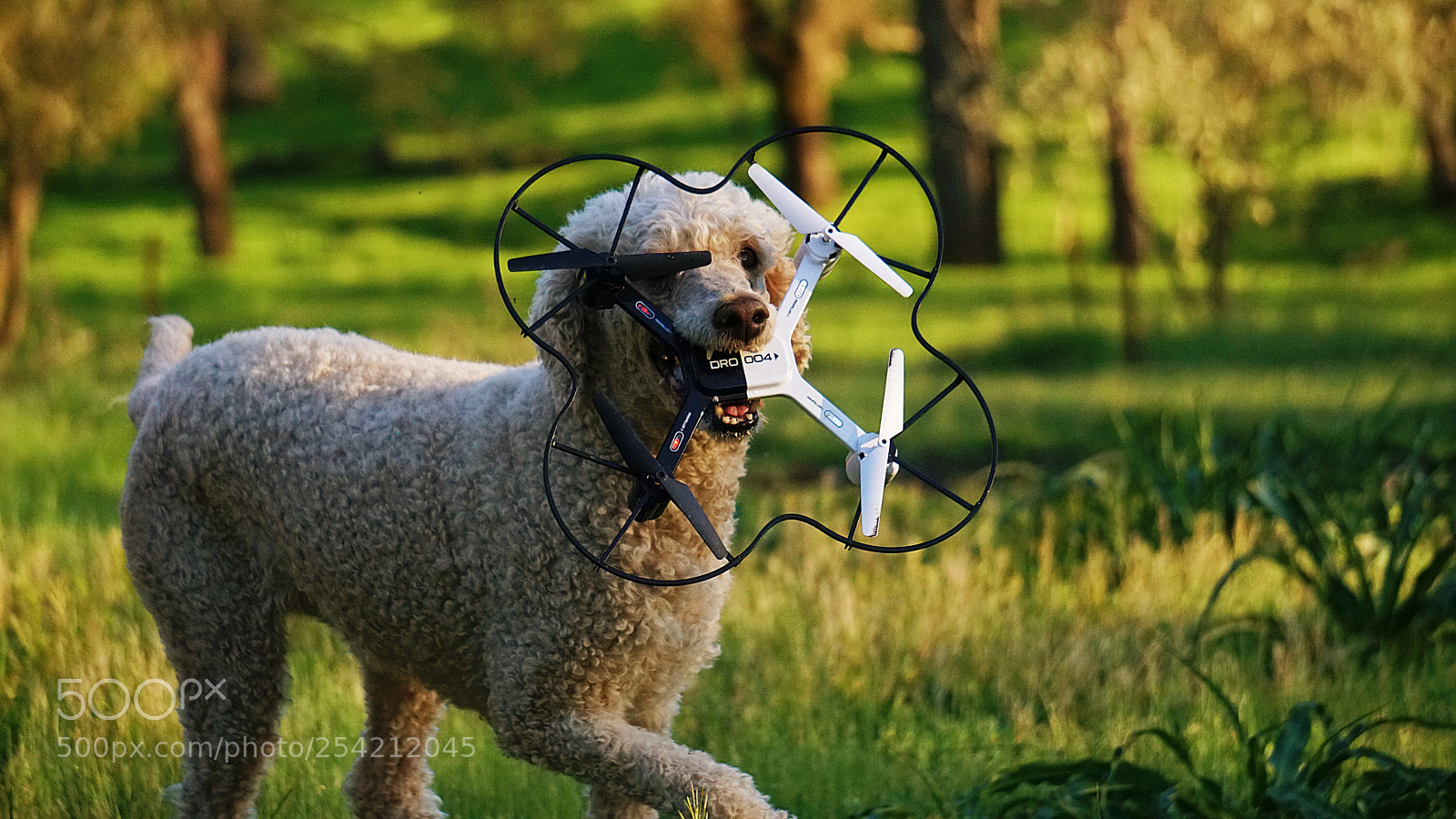 Sony a6300 sample photo. Drone catching dog photography
